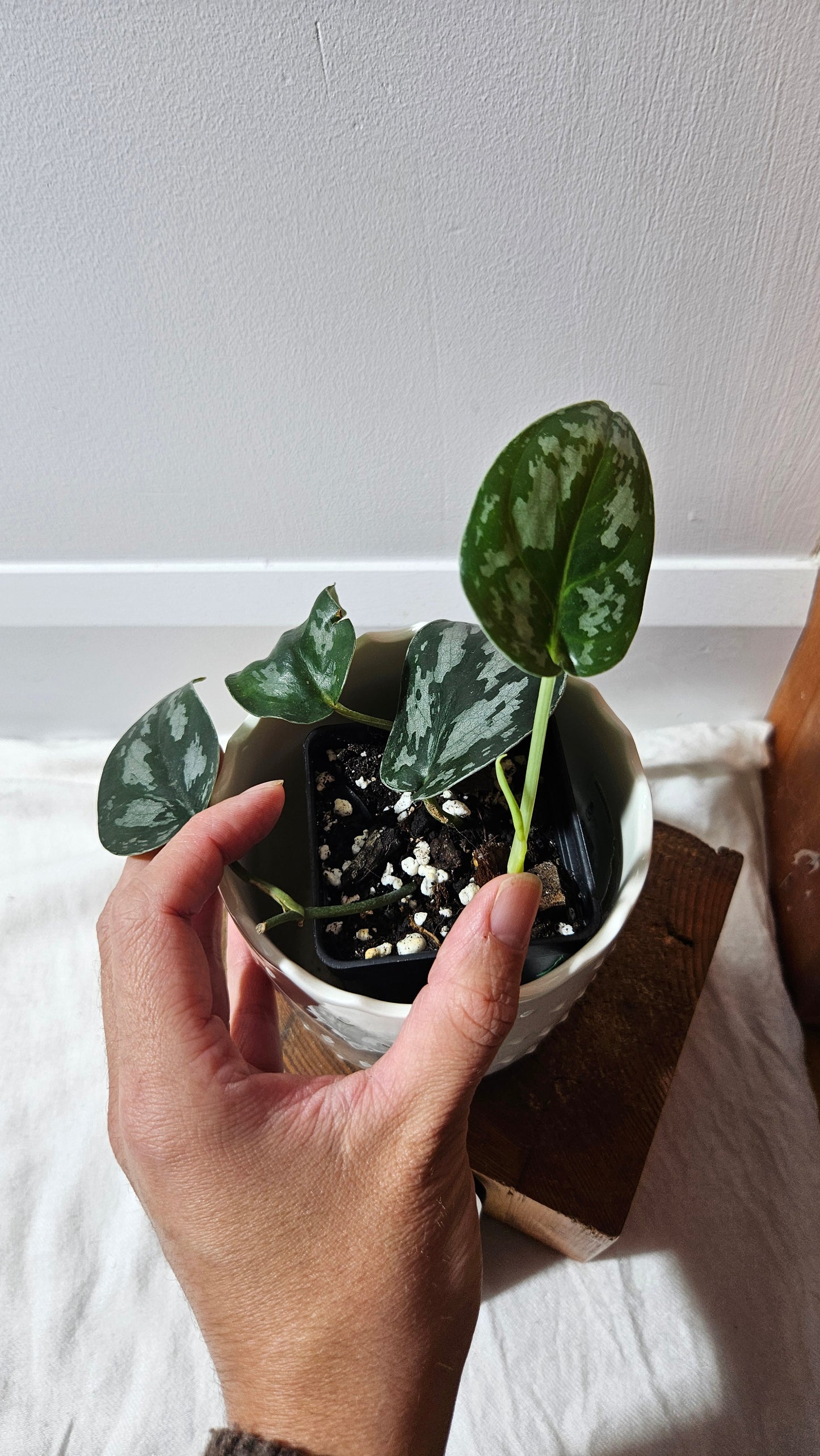Scindapsus Black Exotica (SCI-1335)