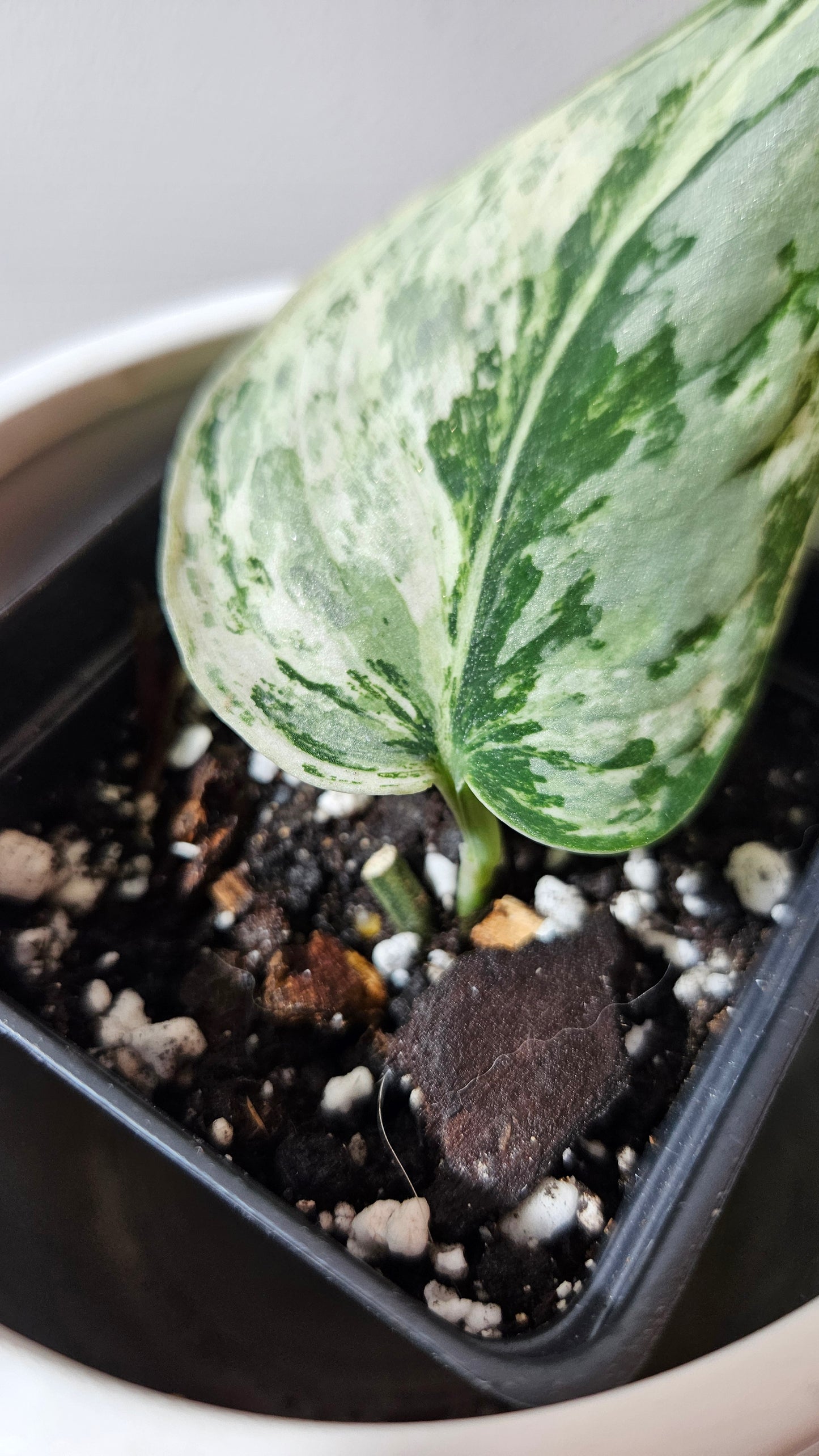 Scindapsus Peasun (SCI-1062)