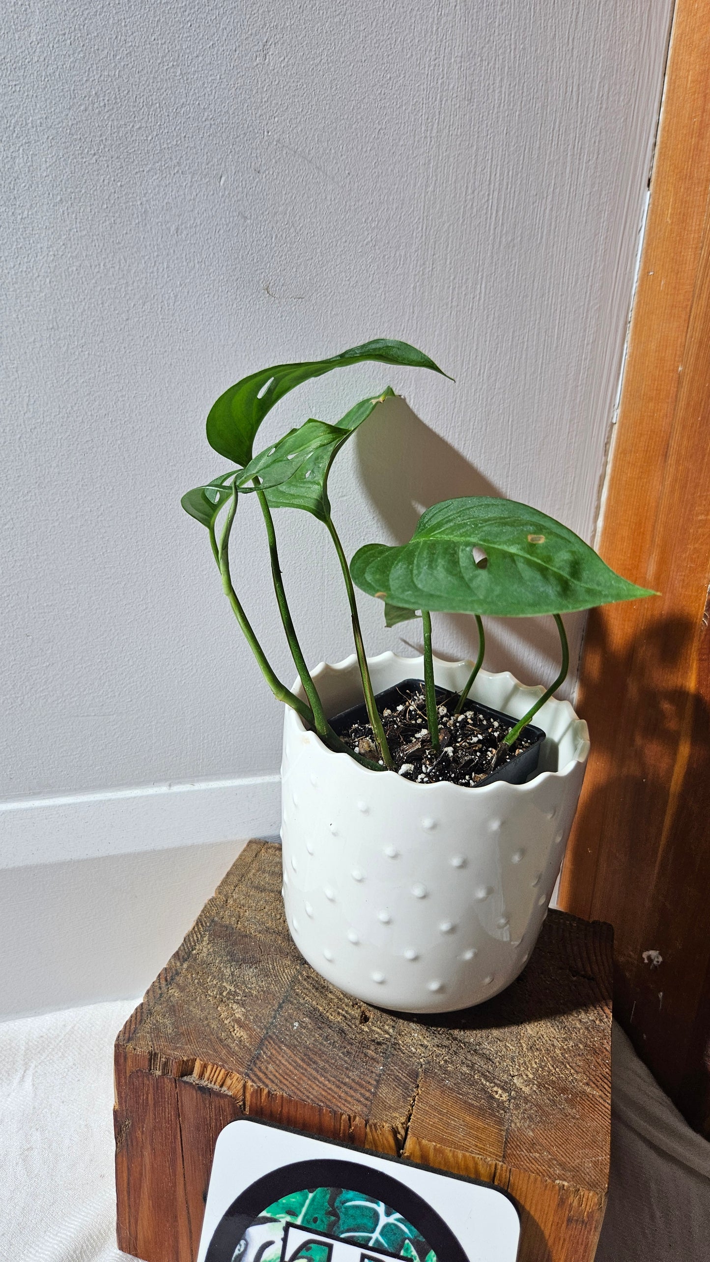 Monstera Obliqua Aff Indanza (MON-434)