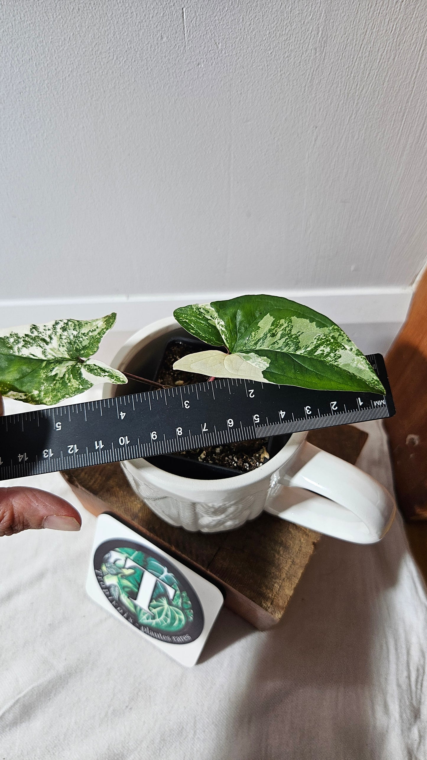 Syngonium Albo (SYN-472)