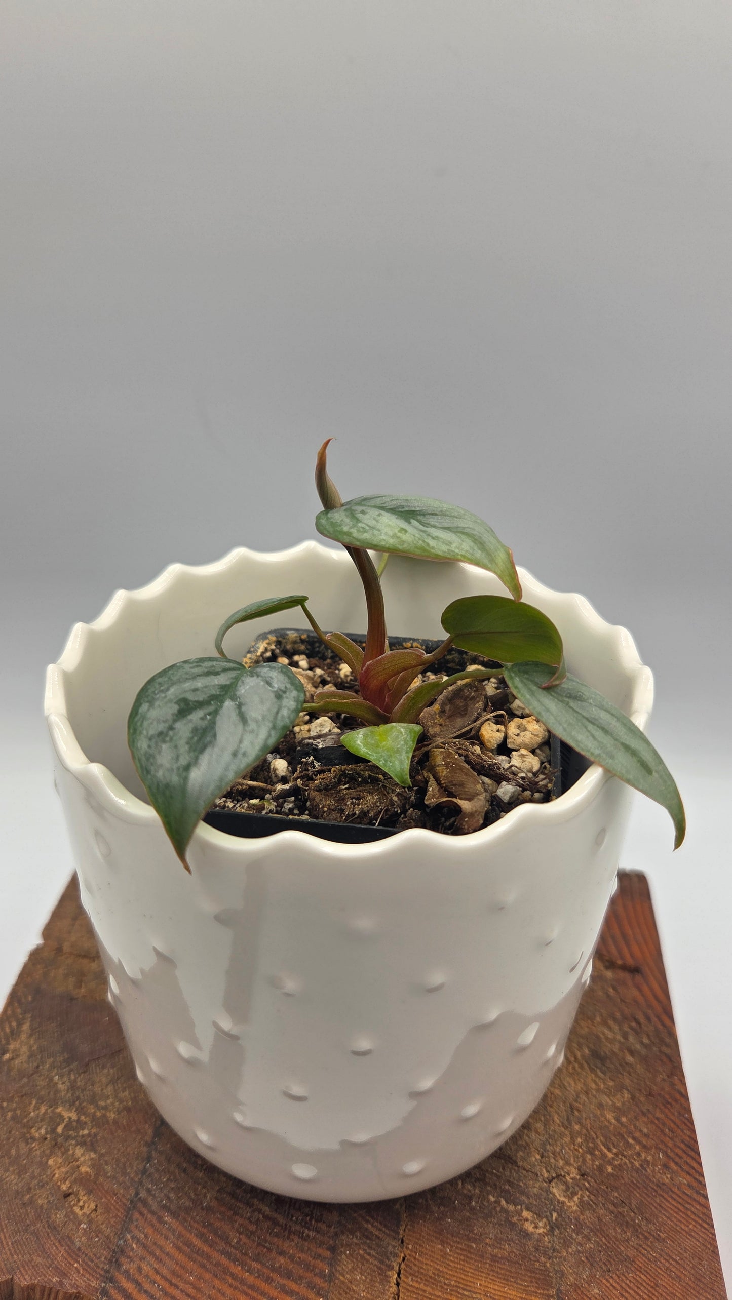 Philodendron Sodiroi (PHI-1040)