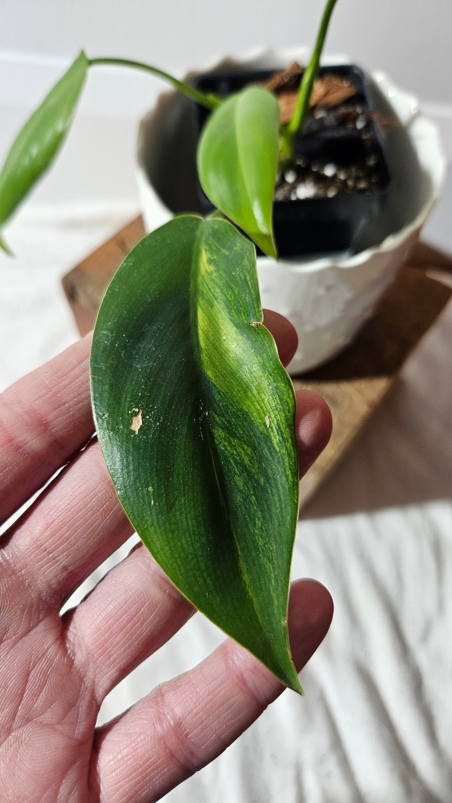 Philodendron Avocado Shake (PHI-773)