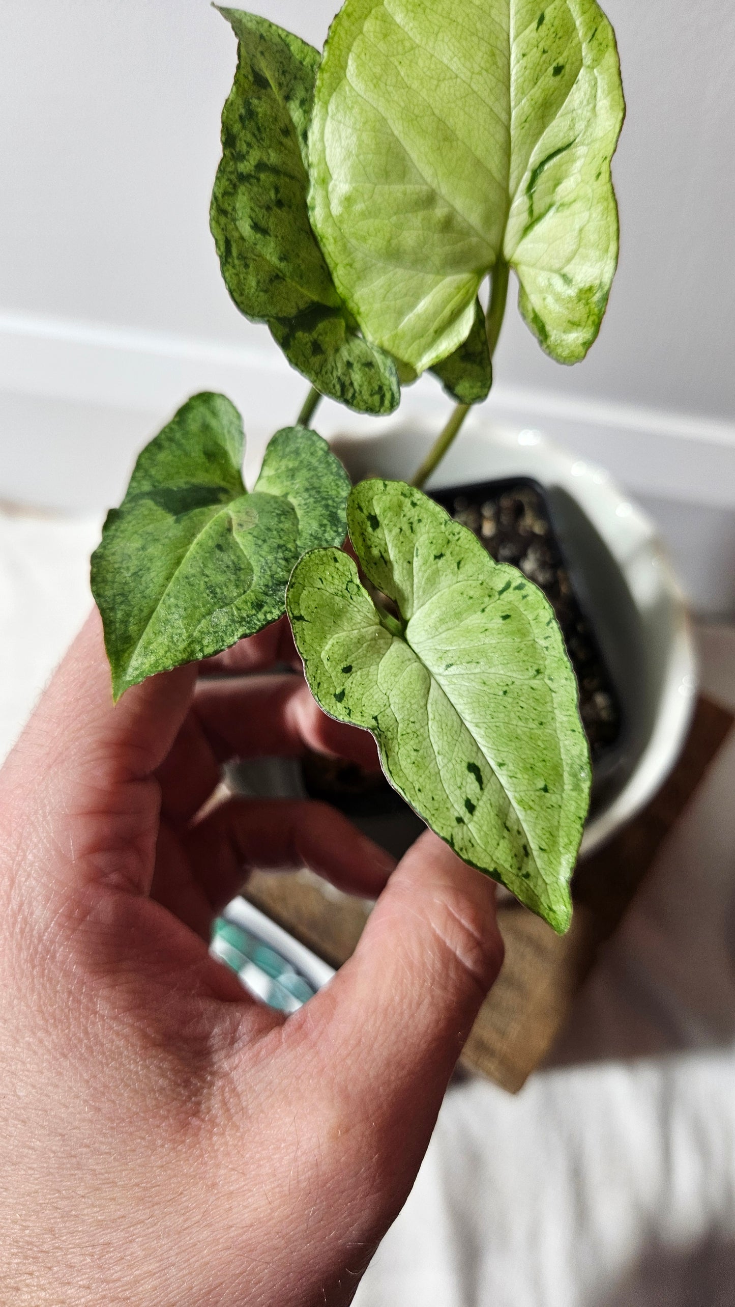 Syngonium Freckles Europe (SYN-405)