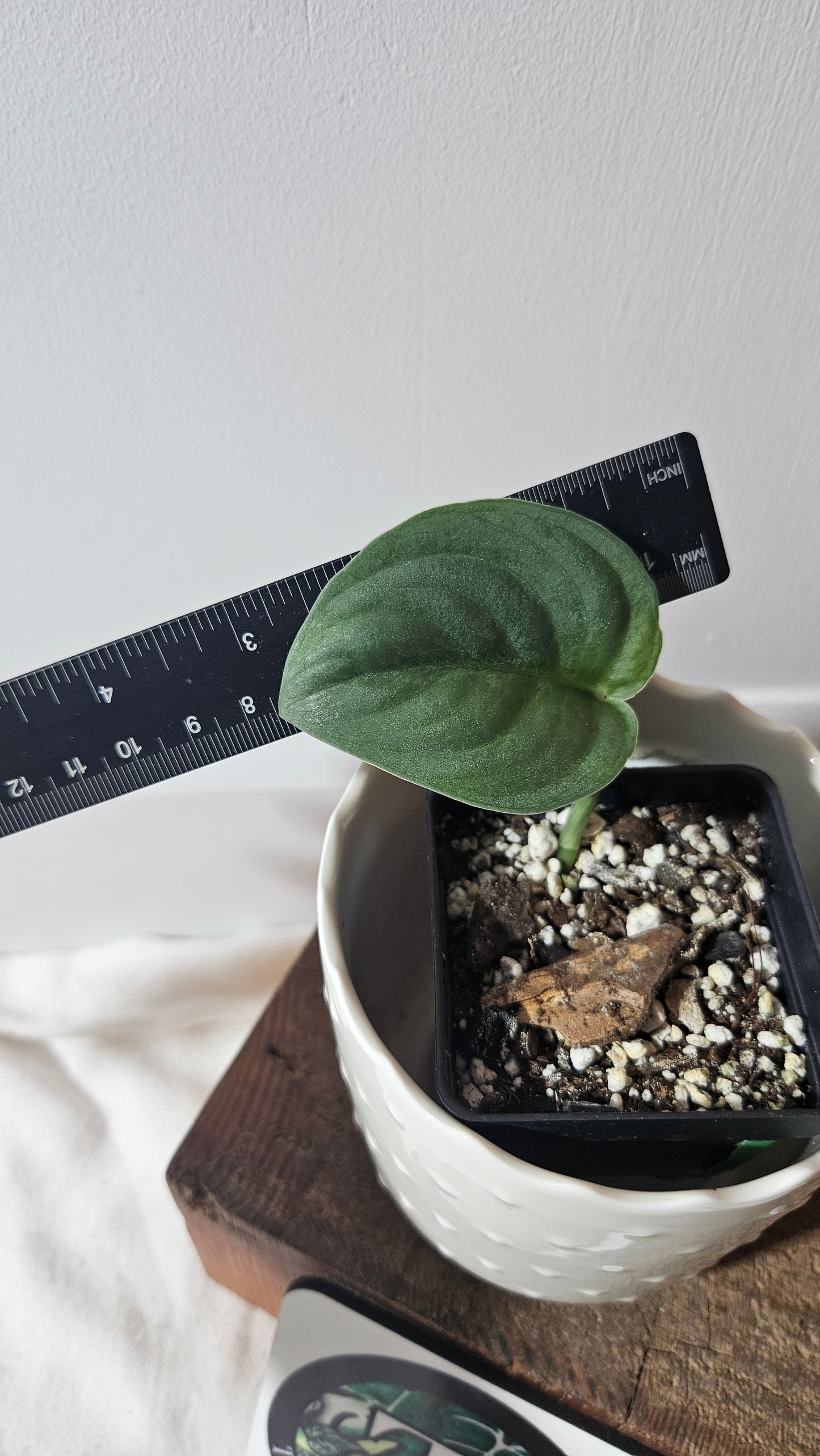 Scindapsus Silver Dragon (SCI-951)