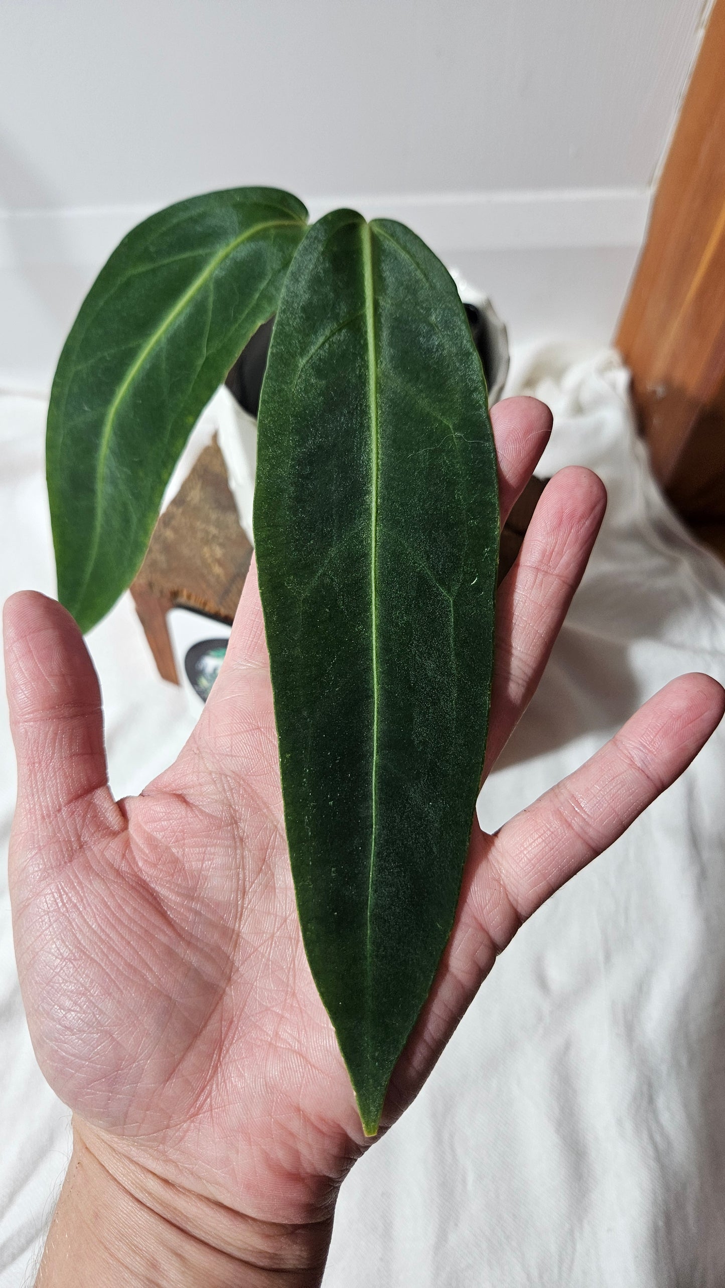 Anthurium Warocqueanum "format MOYEN"(ANT-423)