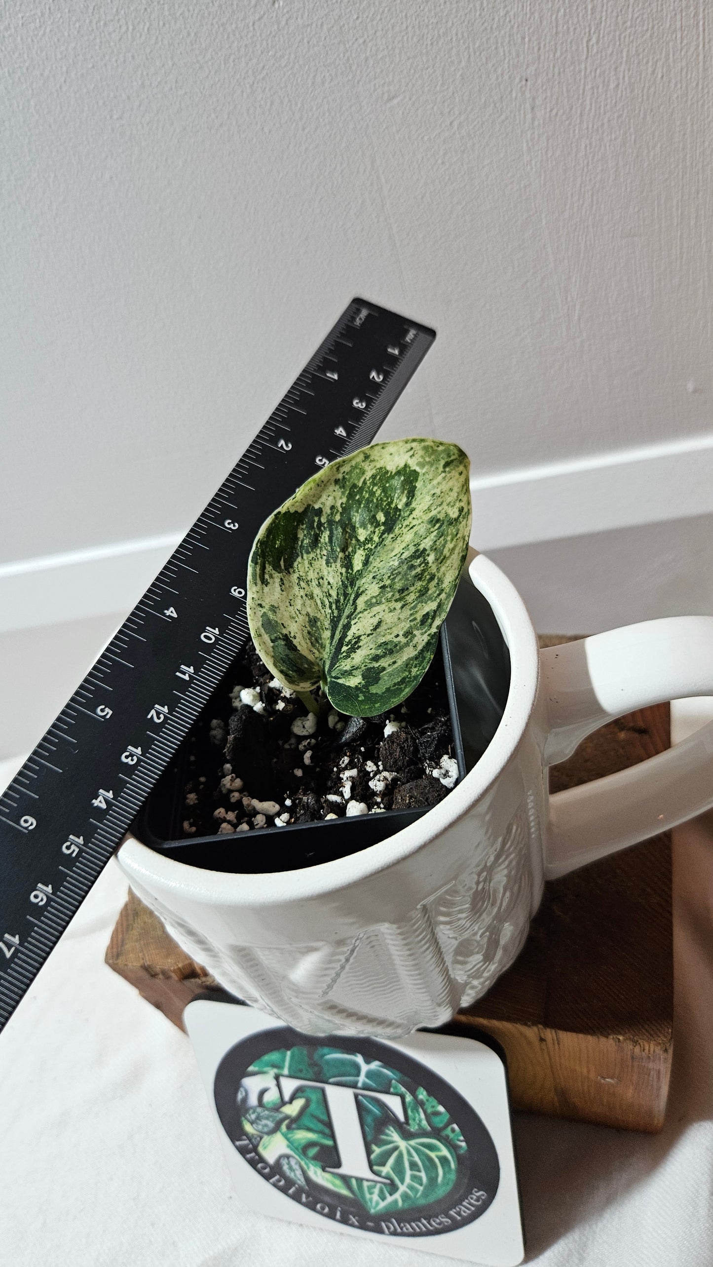 Scindapsus Silver Cloud variegata (SCI-1239)