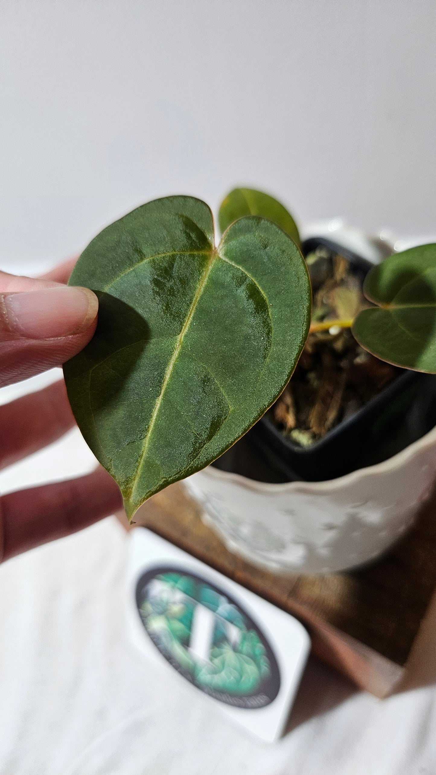 Anthurium Hoffmanii Red Dot (ANT-469)