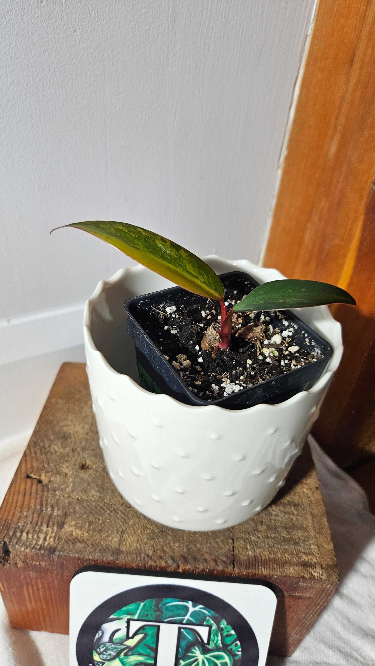 Philodendron Strawberry Shake (PHI-758)