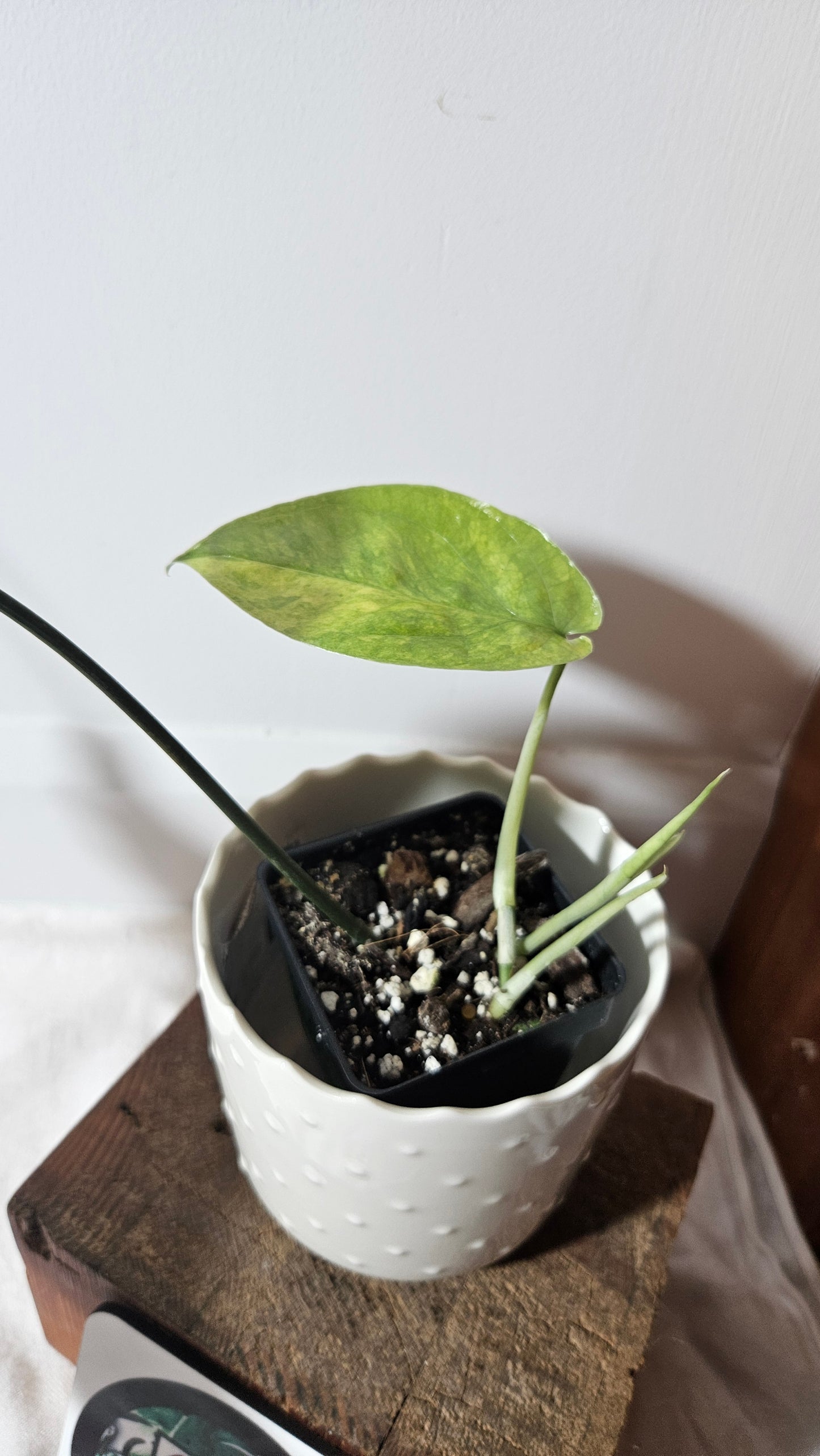 Amydrium Medium Mint Variegata (AMY-030)