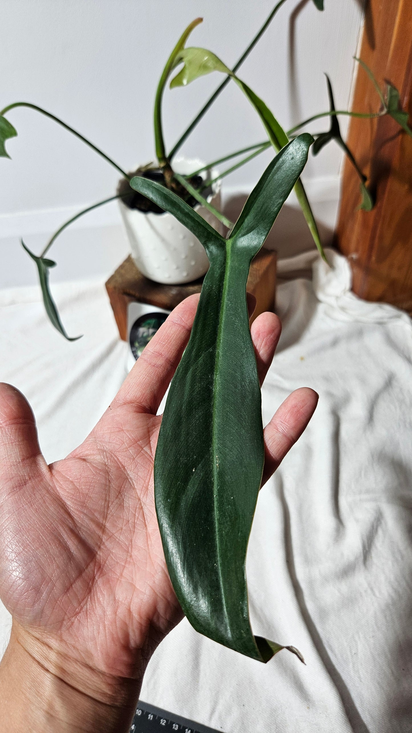 Philodendron Longilobatum (PHI-376)