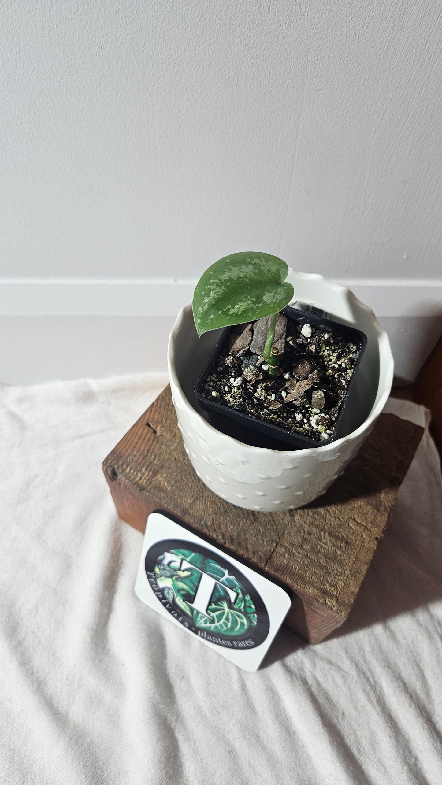Scindapsus Baticon (SCI-922)