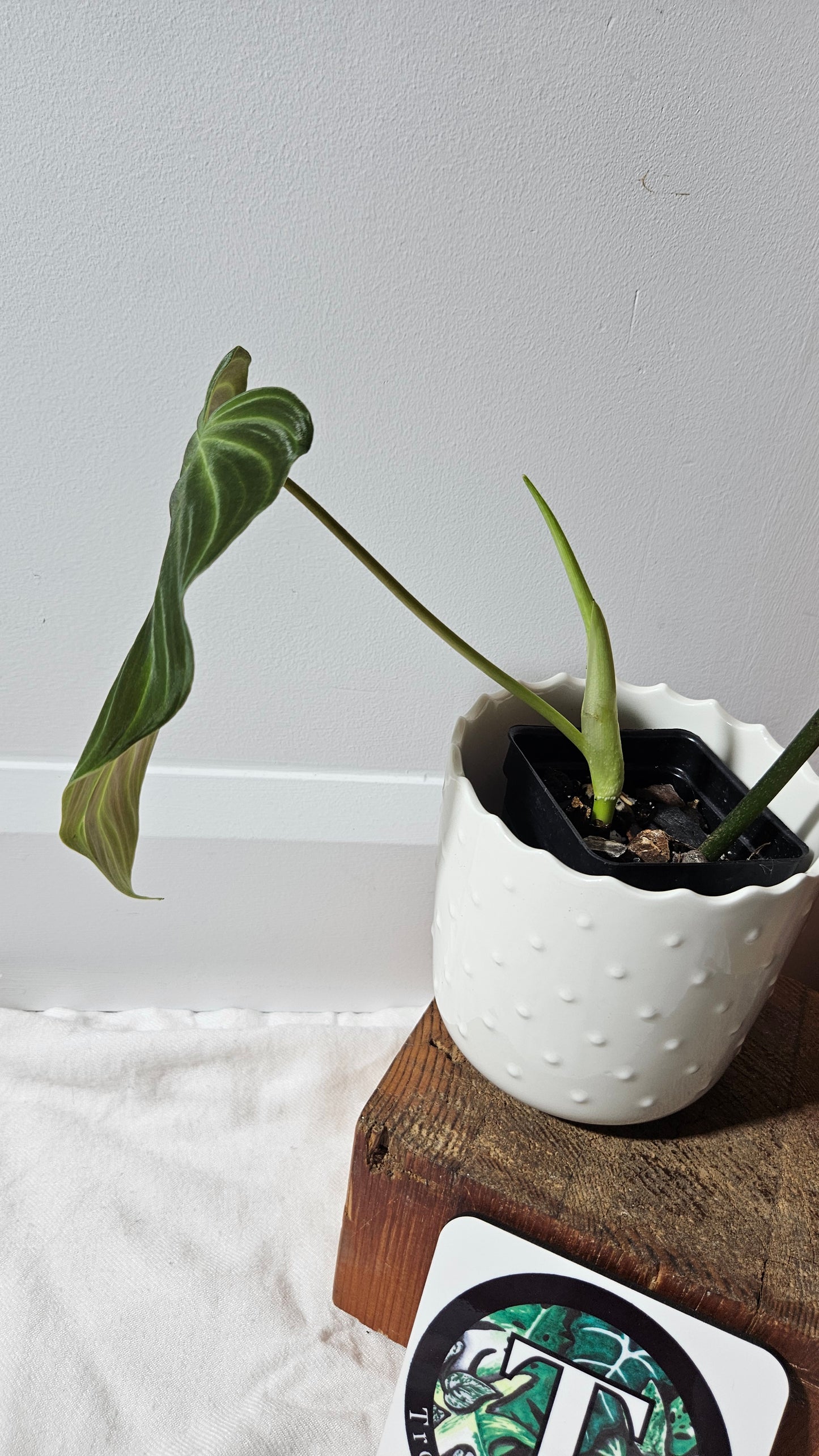 Philodendron Splendide "format LARGE" (PHI-923)
