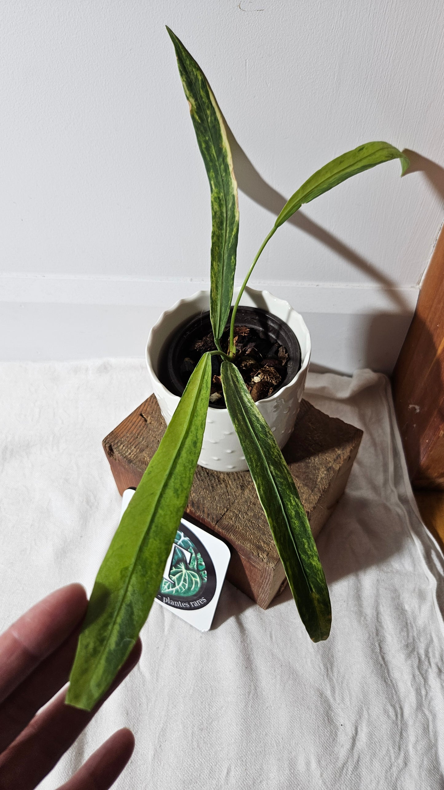 Anthurium Vittarifolium Variegata "format MOYEN"(ANT-310)