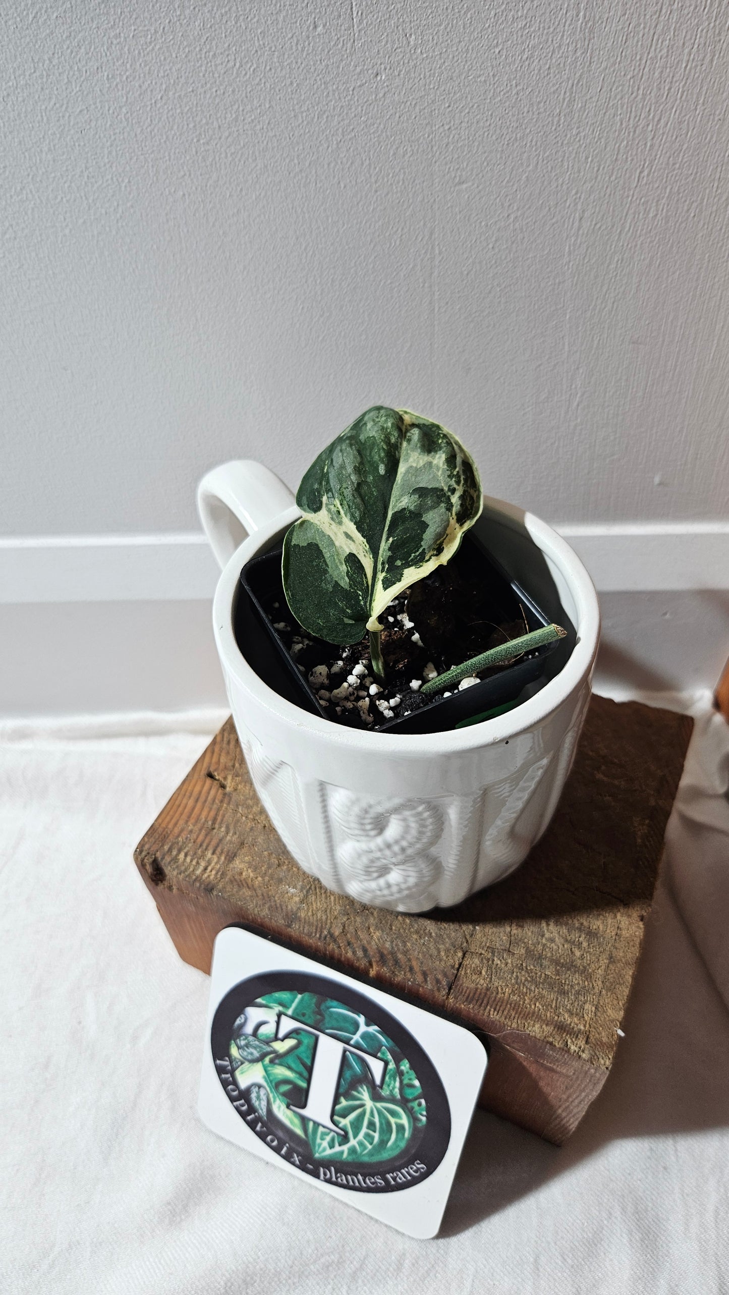 Scindapsus Black Dragon white (SCI-1075)
