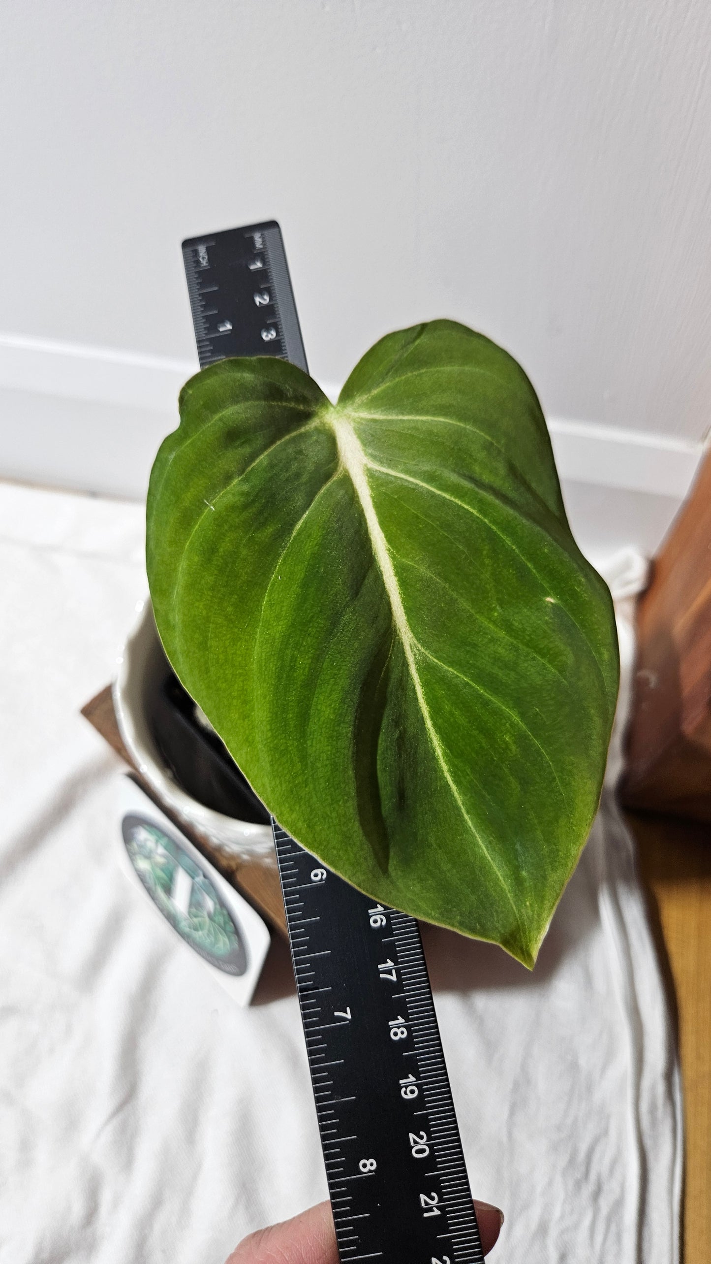 Philodendron Gloriosum x Plowmanii (PHI-815)