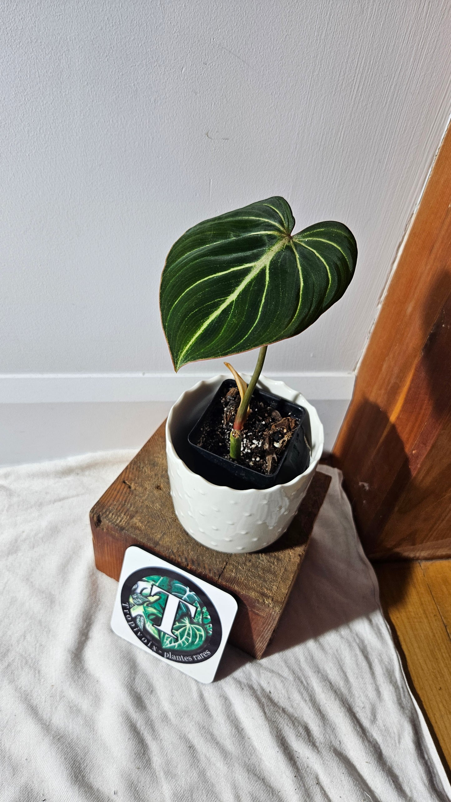 Philodendron Gloriosum Dark (PHI-772)