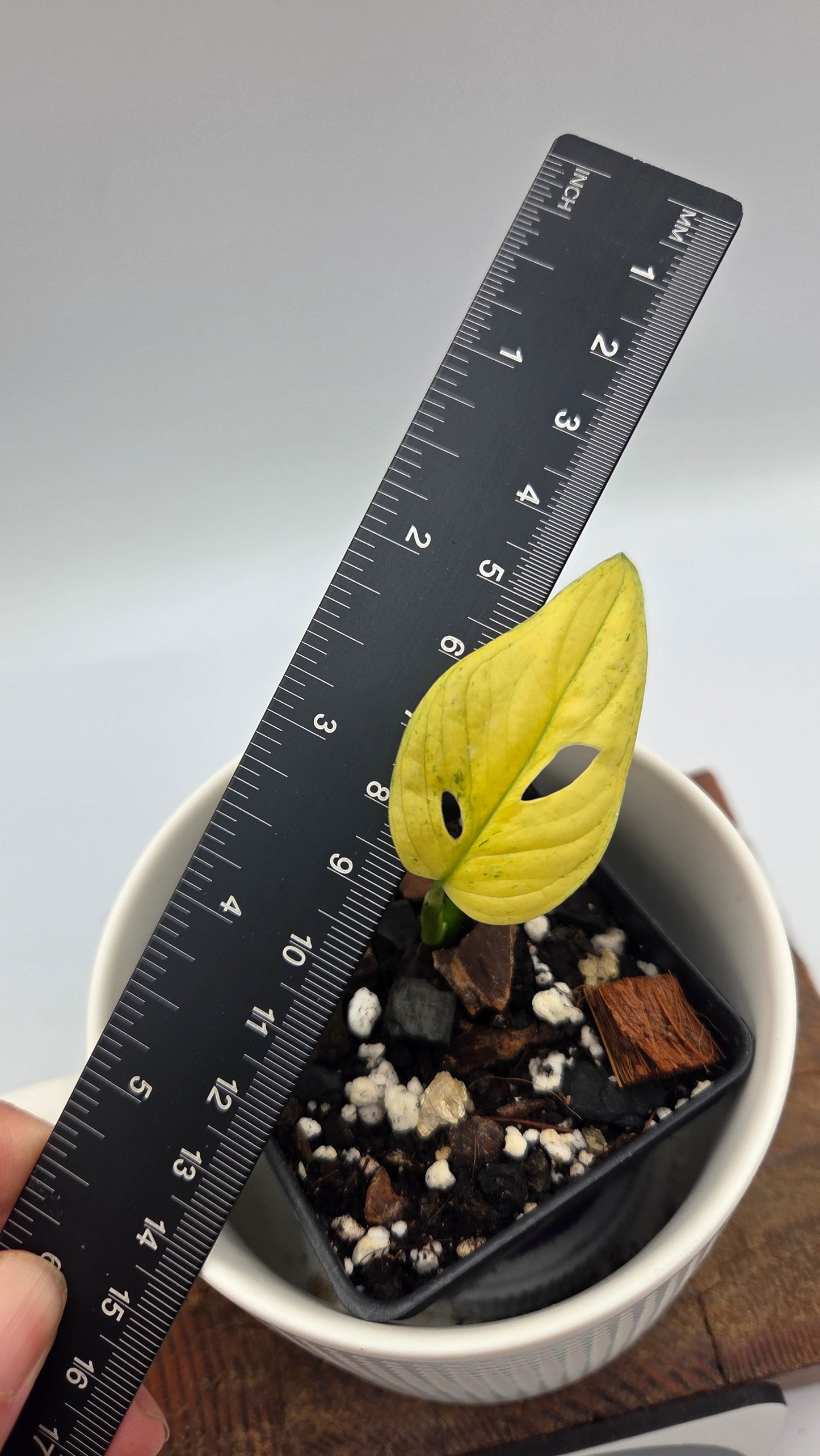 Monstera Andasonii Archipelago Ghost (MON-561)