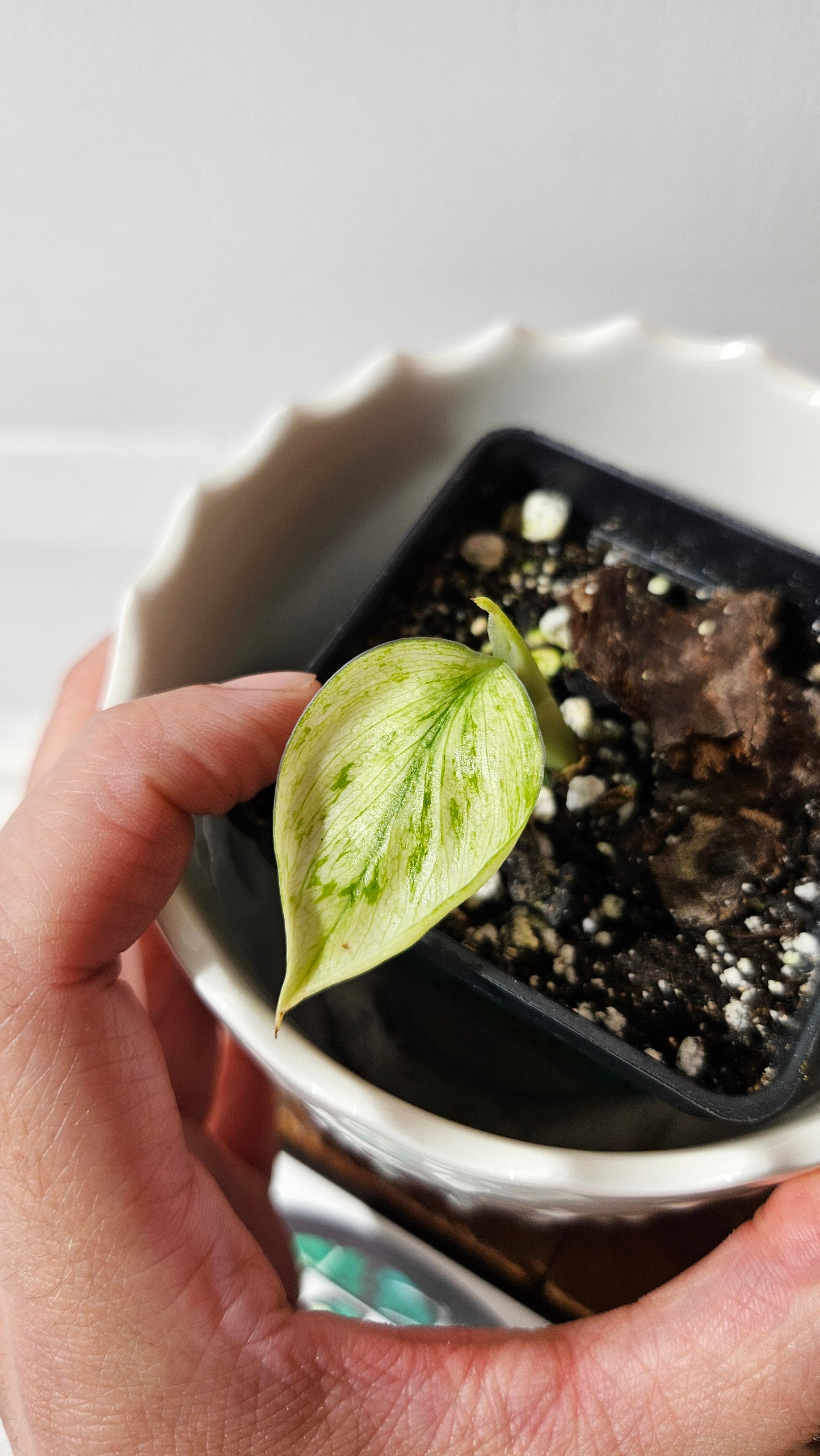 Scindapsus Treubii Bornéo Mint (SCI-875)