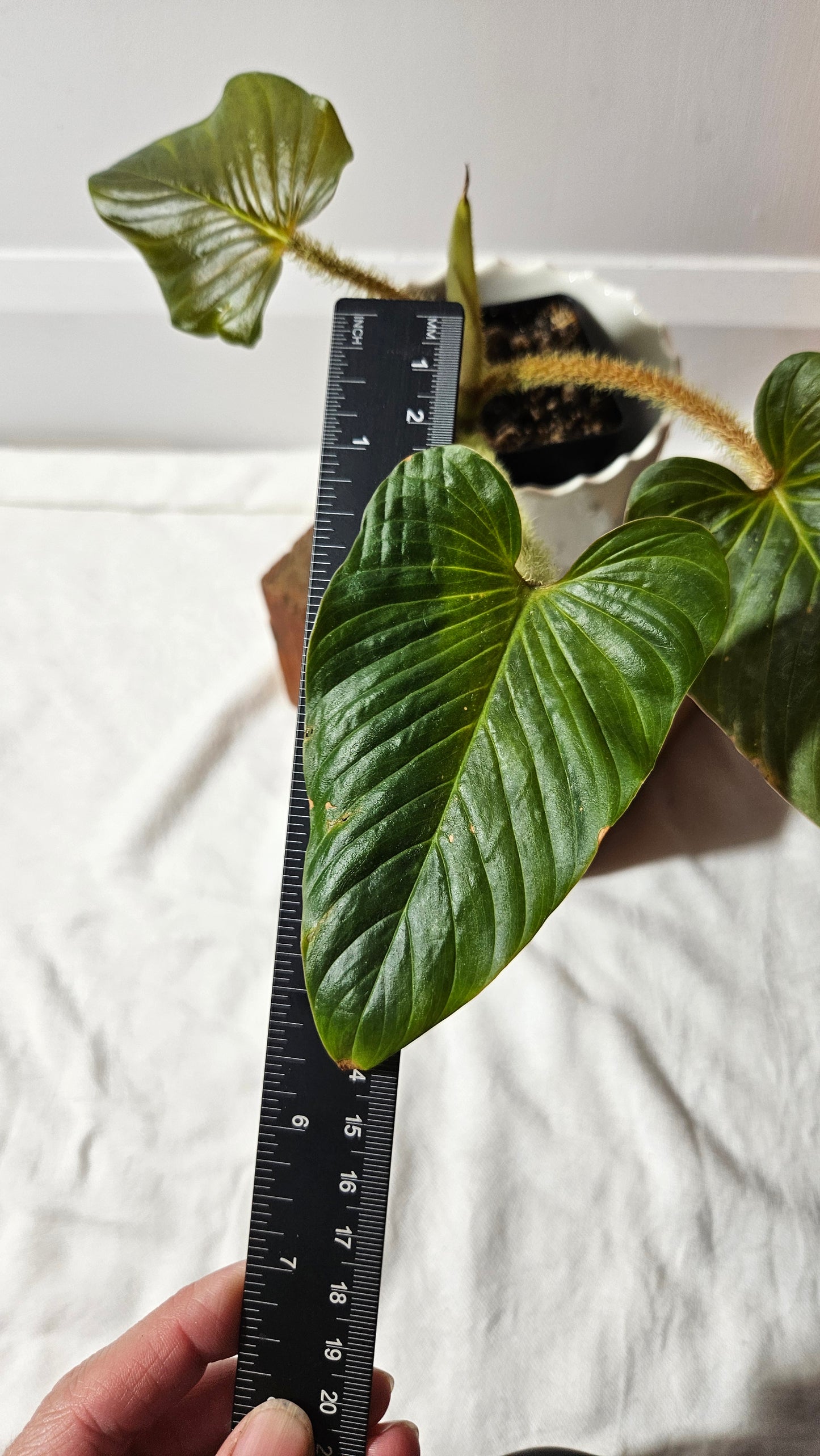Philodendron Serpens (PHI-810)