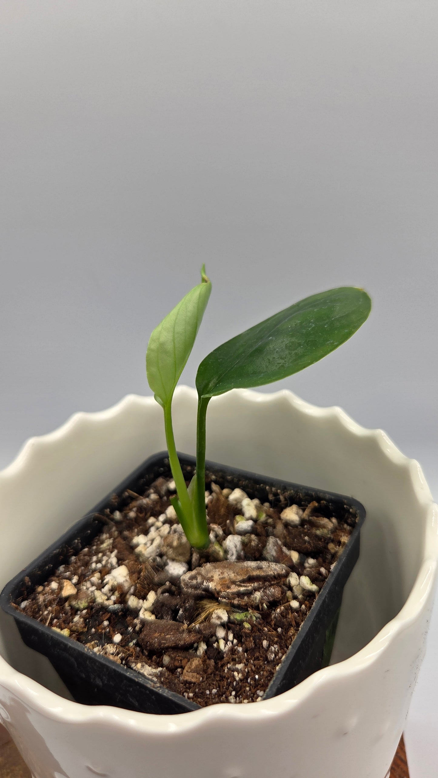 Monstera Obliqua Aff Amazonica (MON-247)