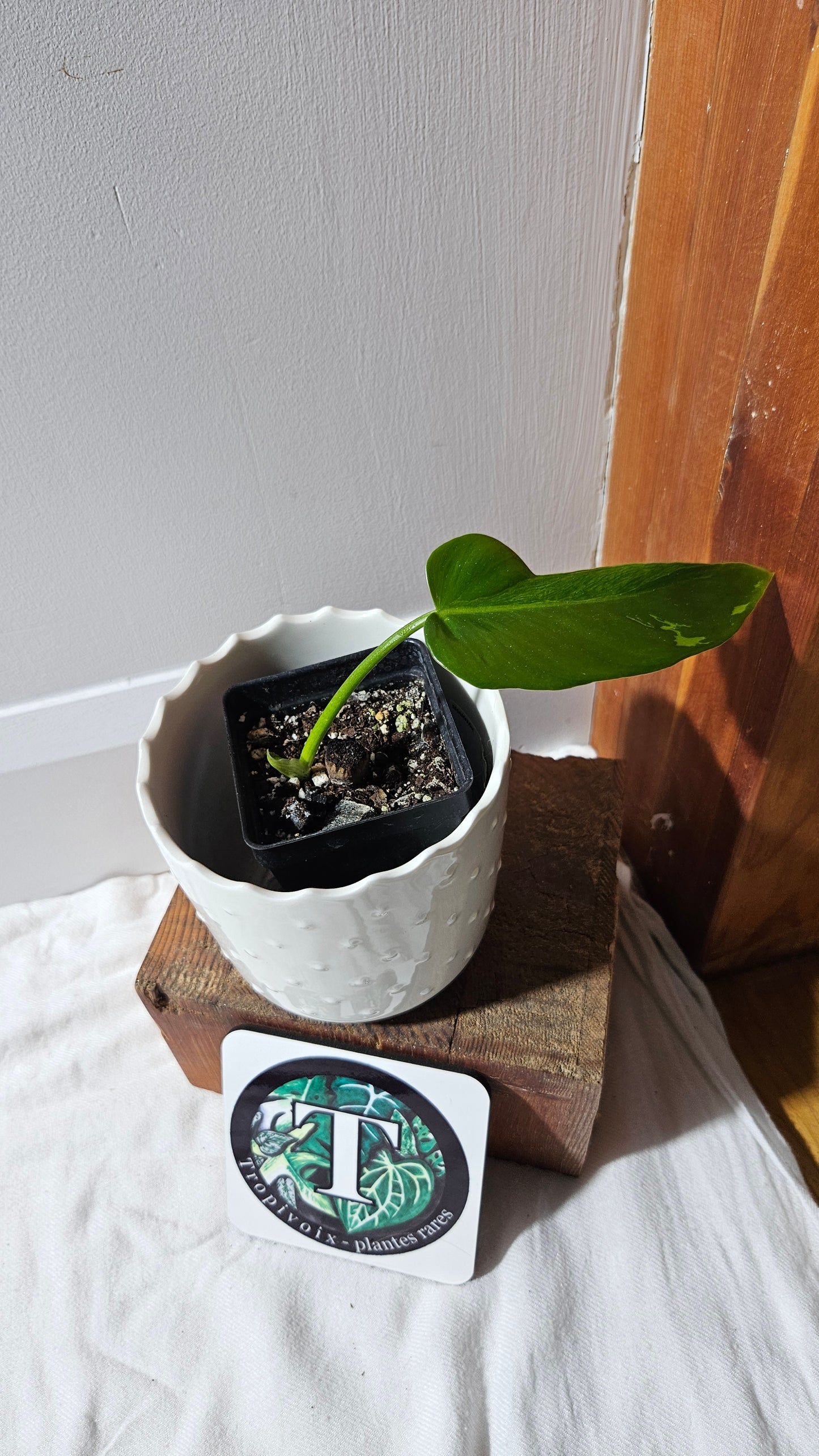 Philodendron Lime fiddle/ Minarum (PHI-878)