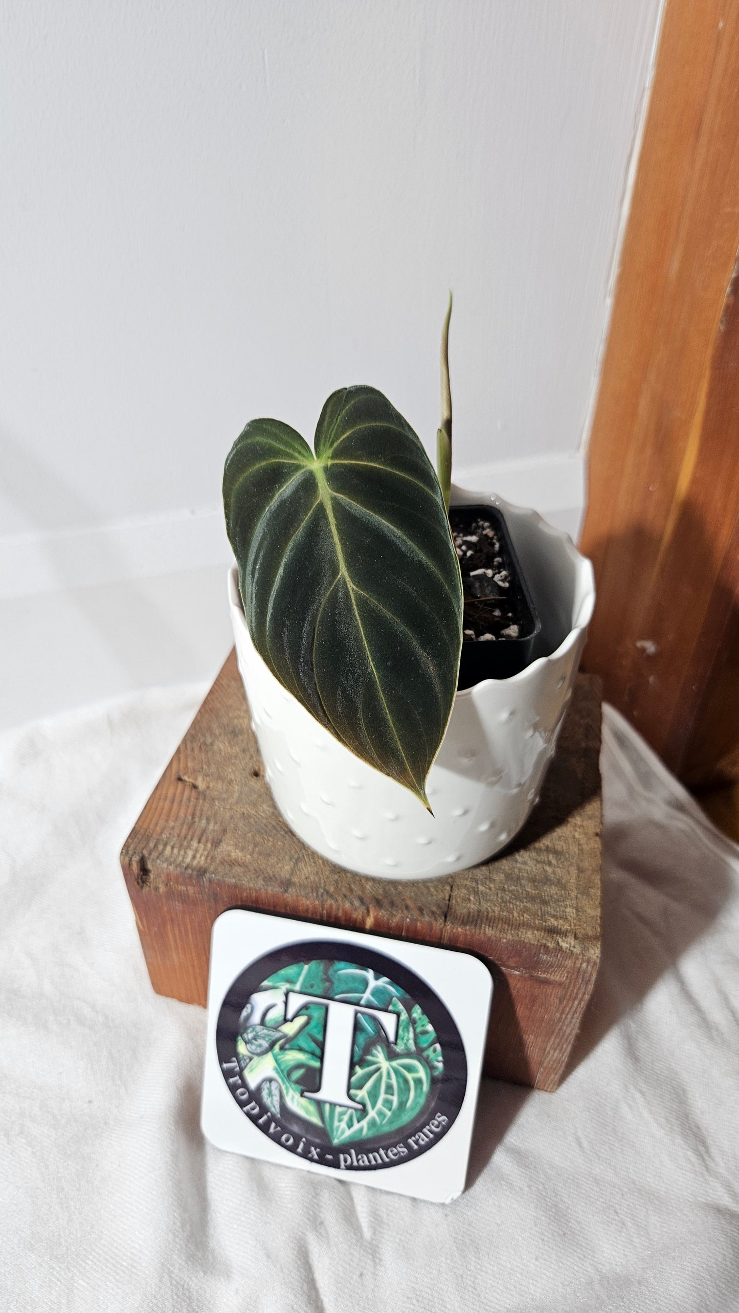 Philodendron Splendide (PHI-798)