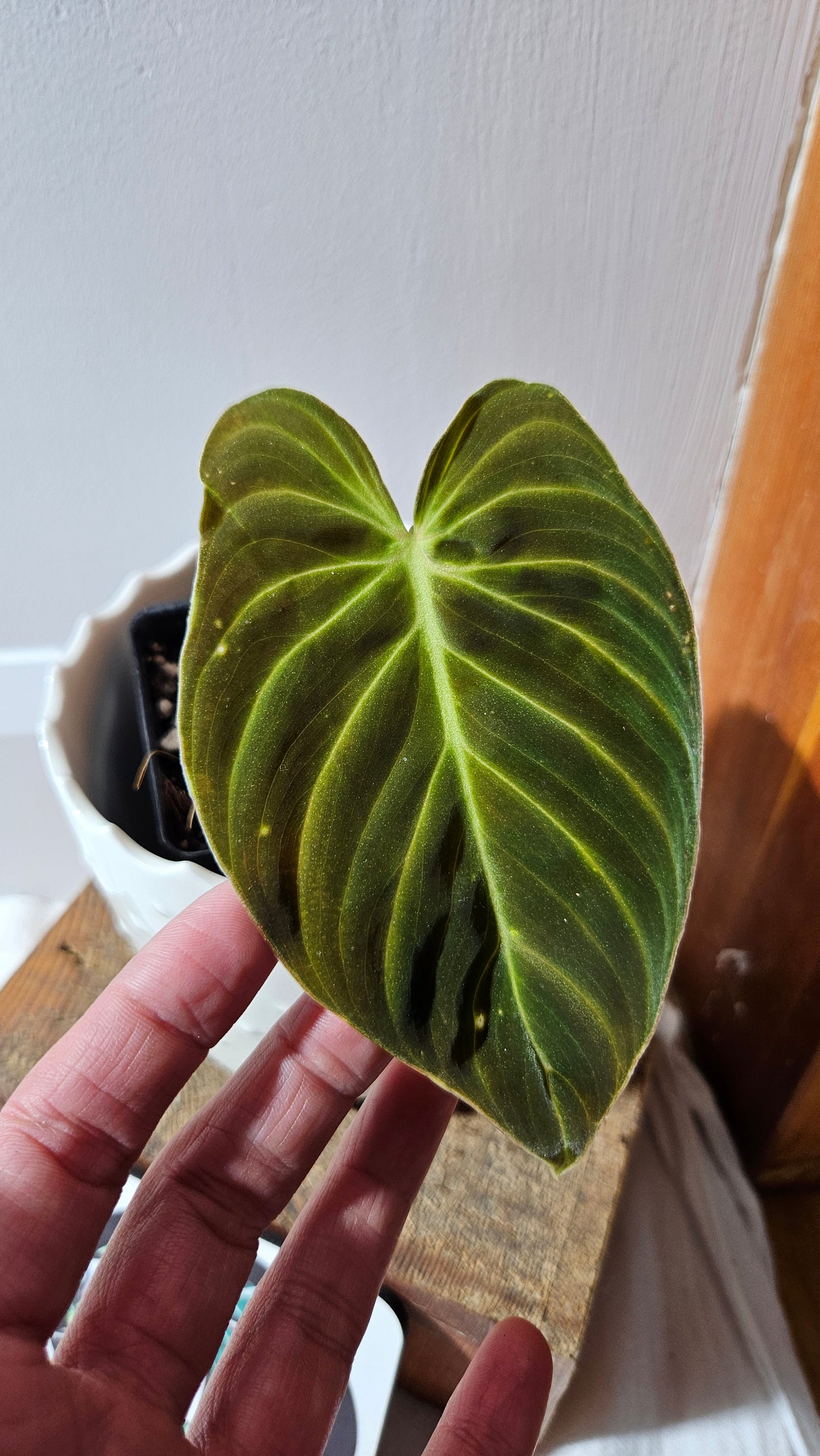 Philodendron Splendide (PHI-873)