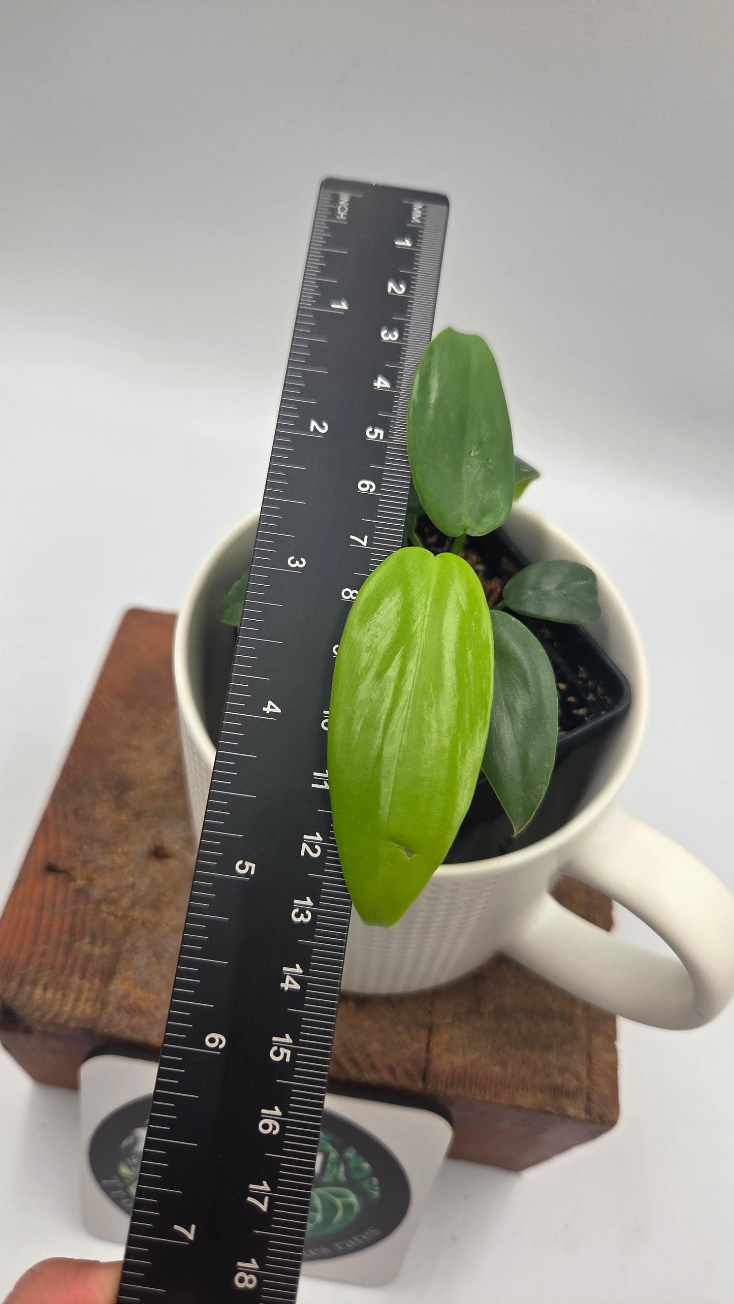 Philodendron Gold Violin/Bipennifolium (PHI-1053)