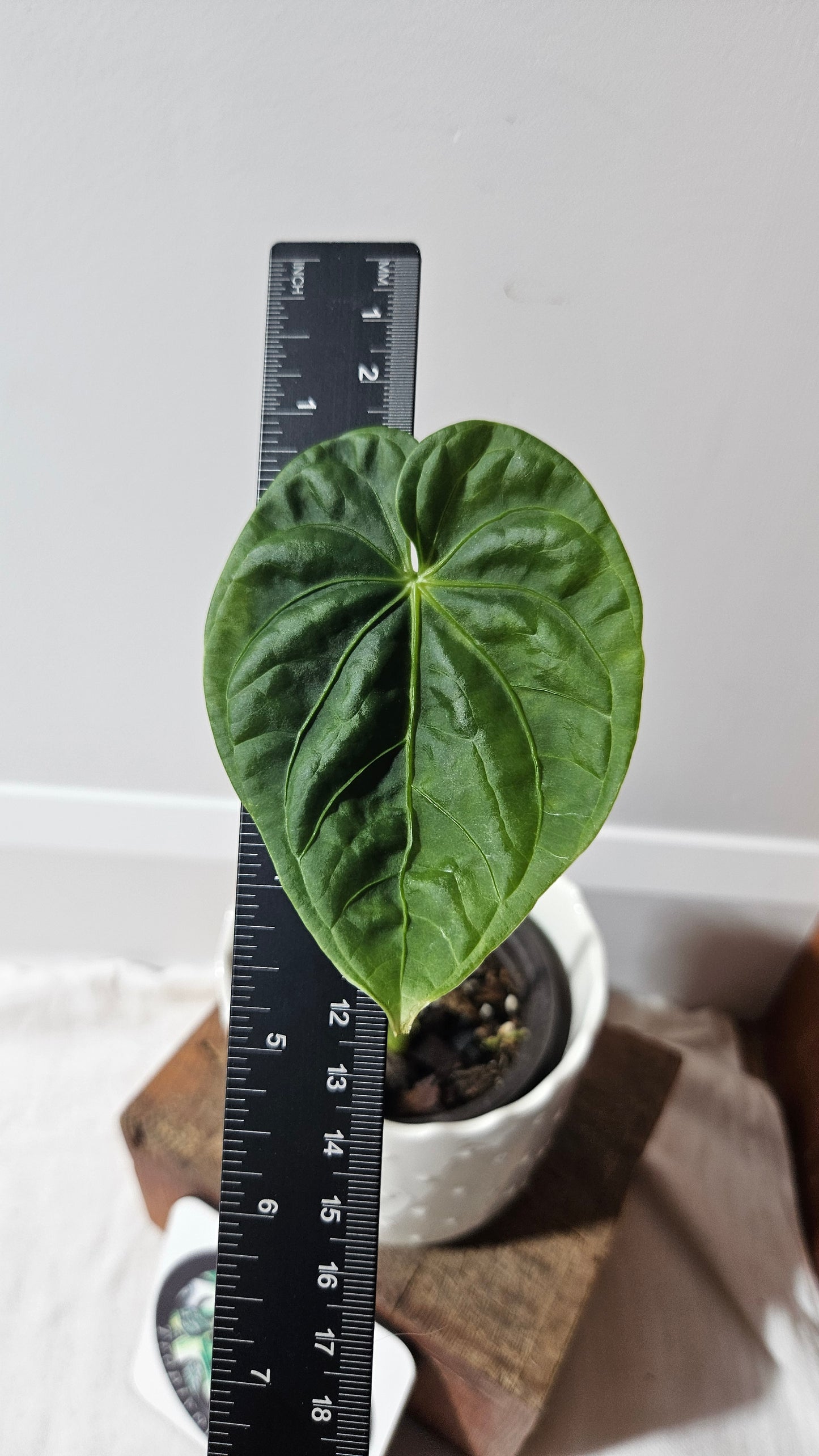 Anthurium Gumnopus Aff Tamarindo "format MOYEN" (ANT-479)