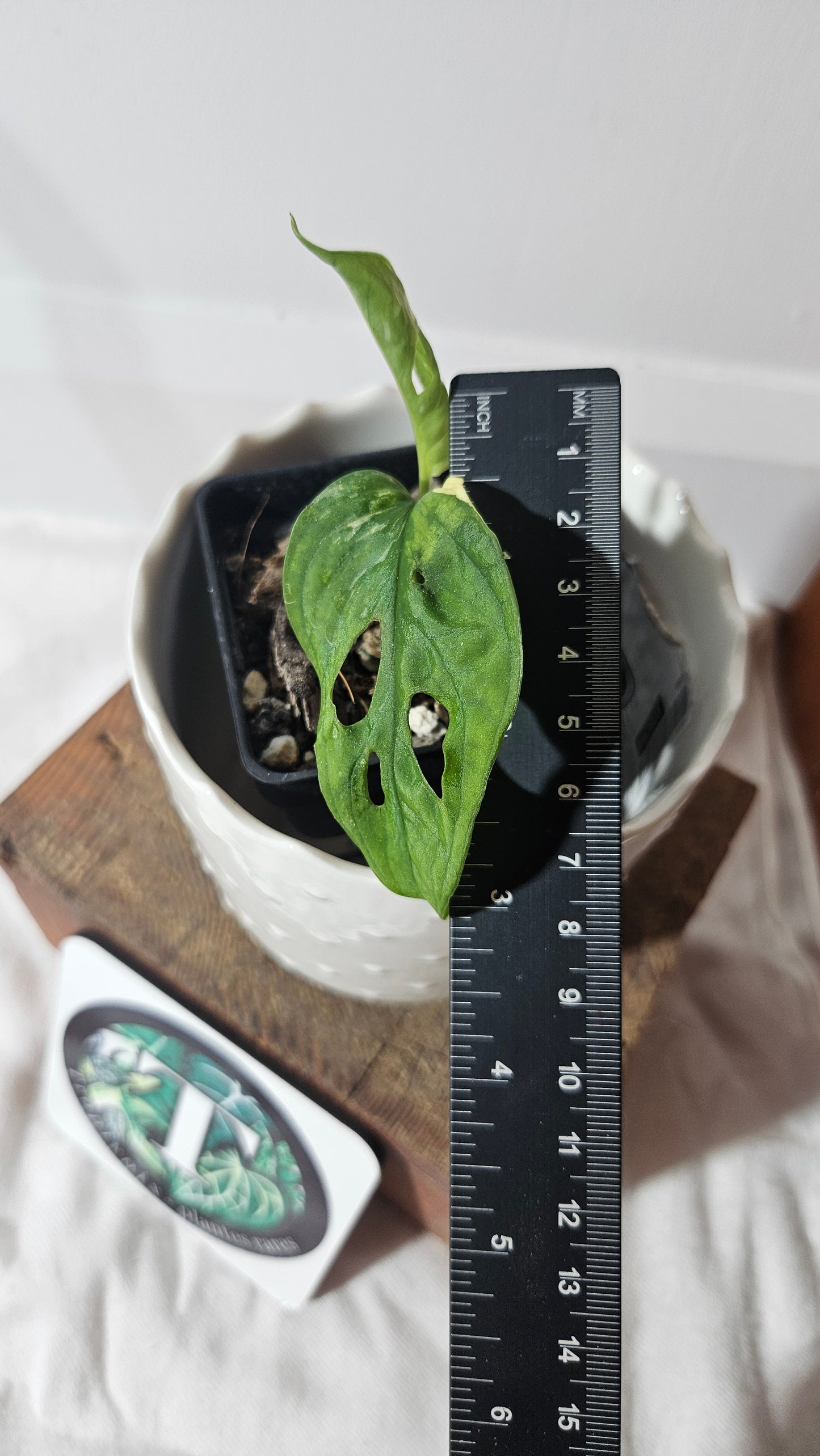Monstera Andasonii Albo (MON-361)