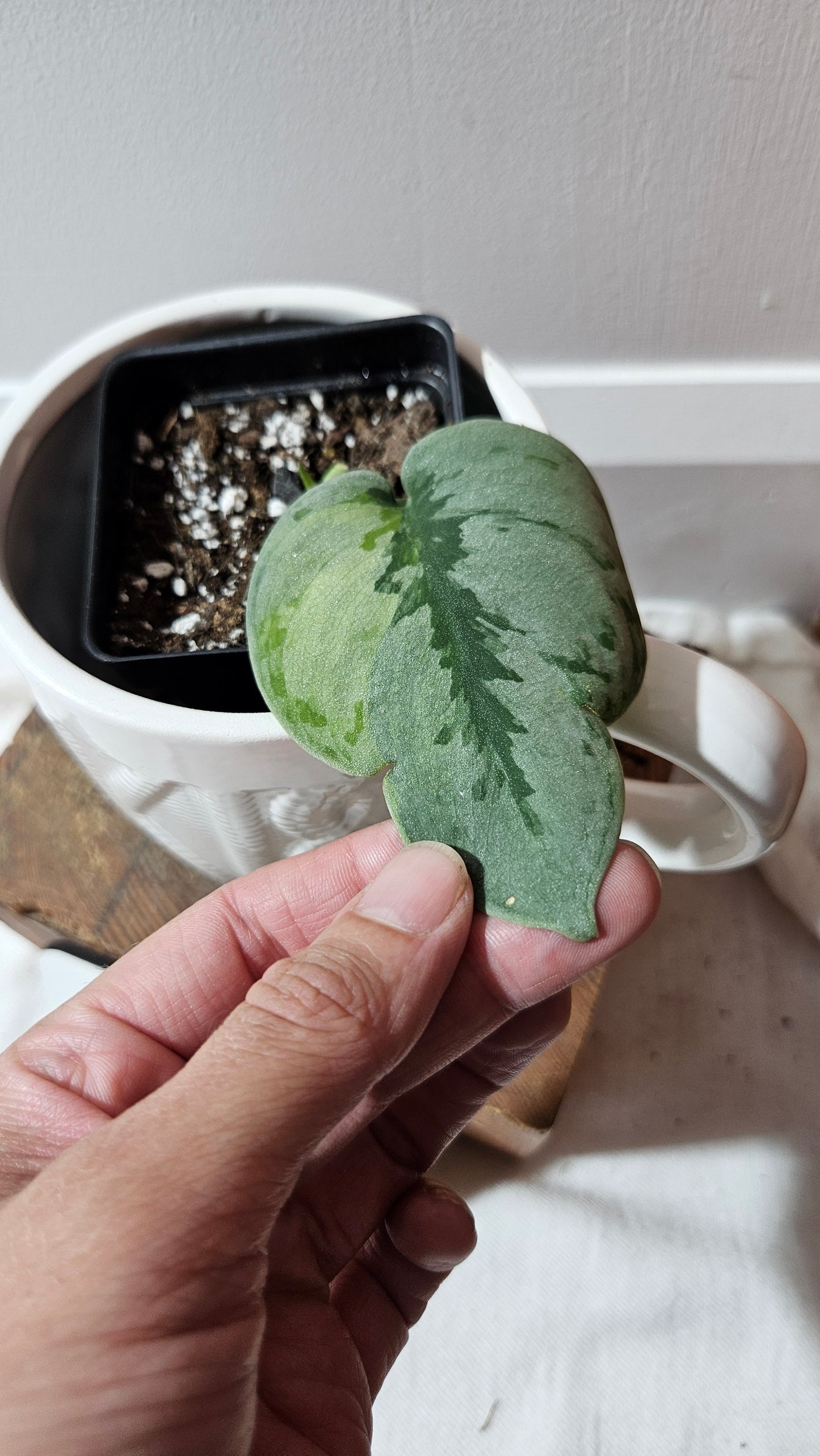 Scindapsus Yupa (SCI-1271)