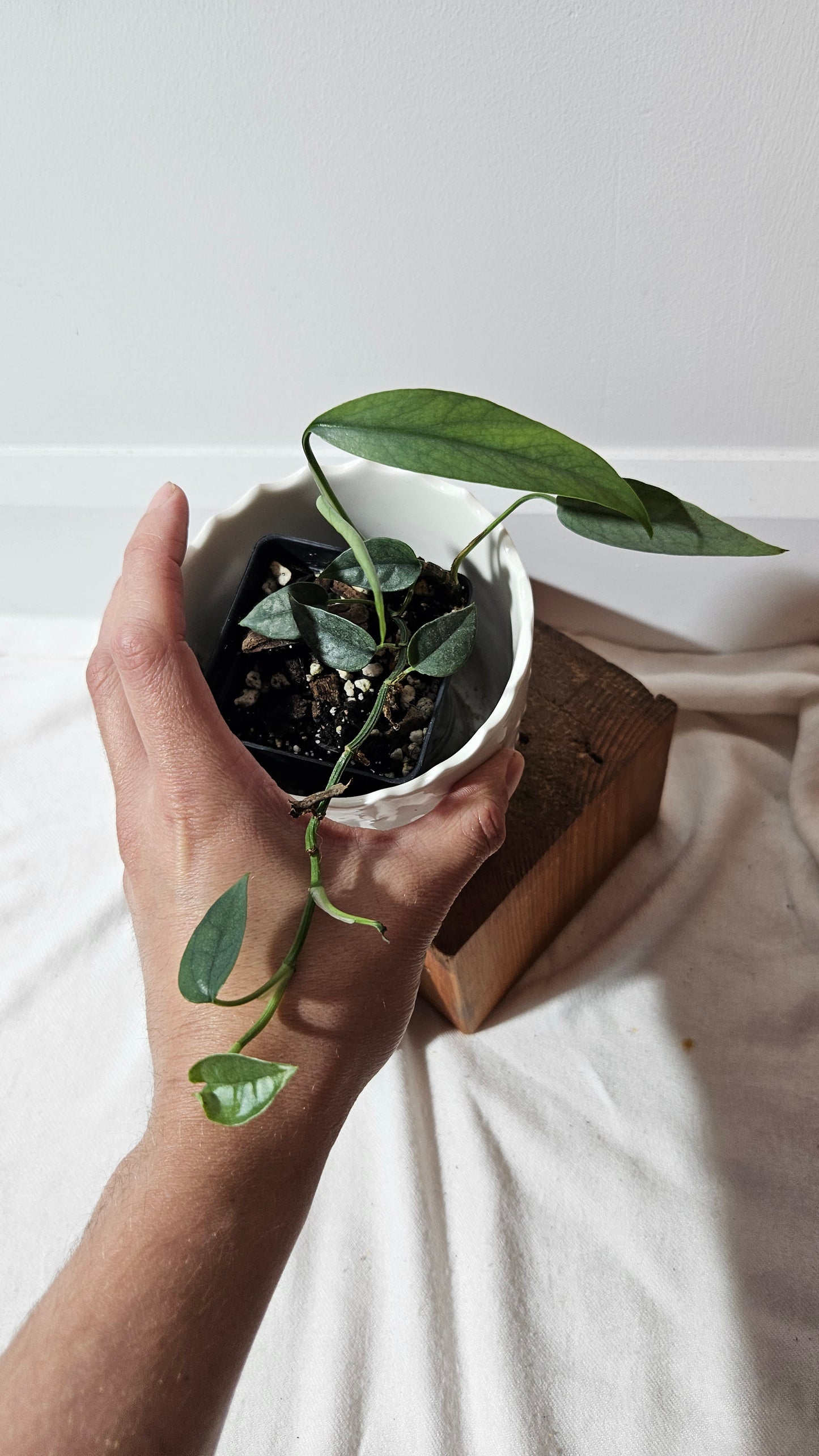 Epipremnum Cebu blue (EPI-220)