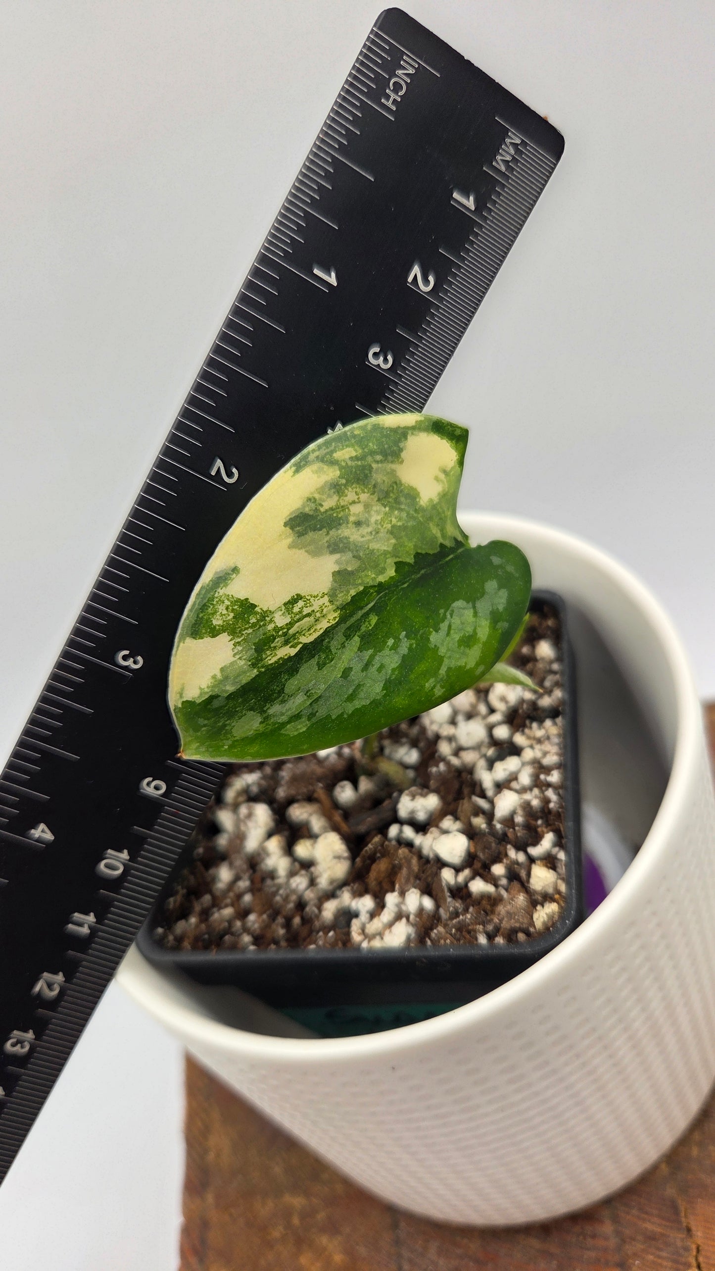 Scindapsus Swarnabhumi (SCI-867)