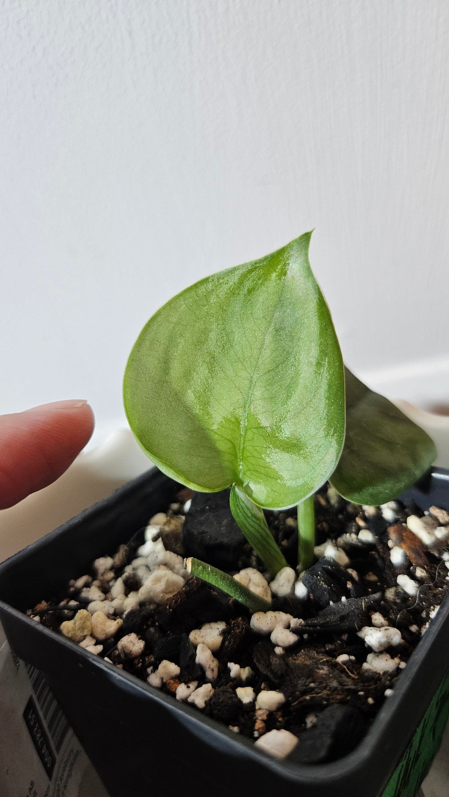 Scindapsus Dark Splash (SCI-1034)