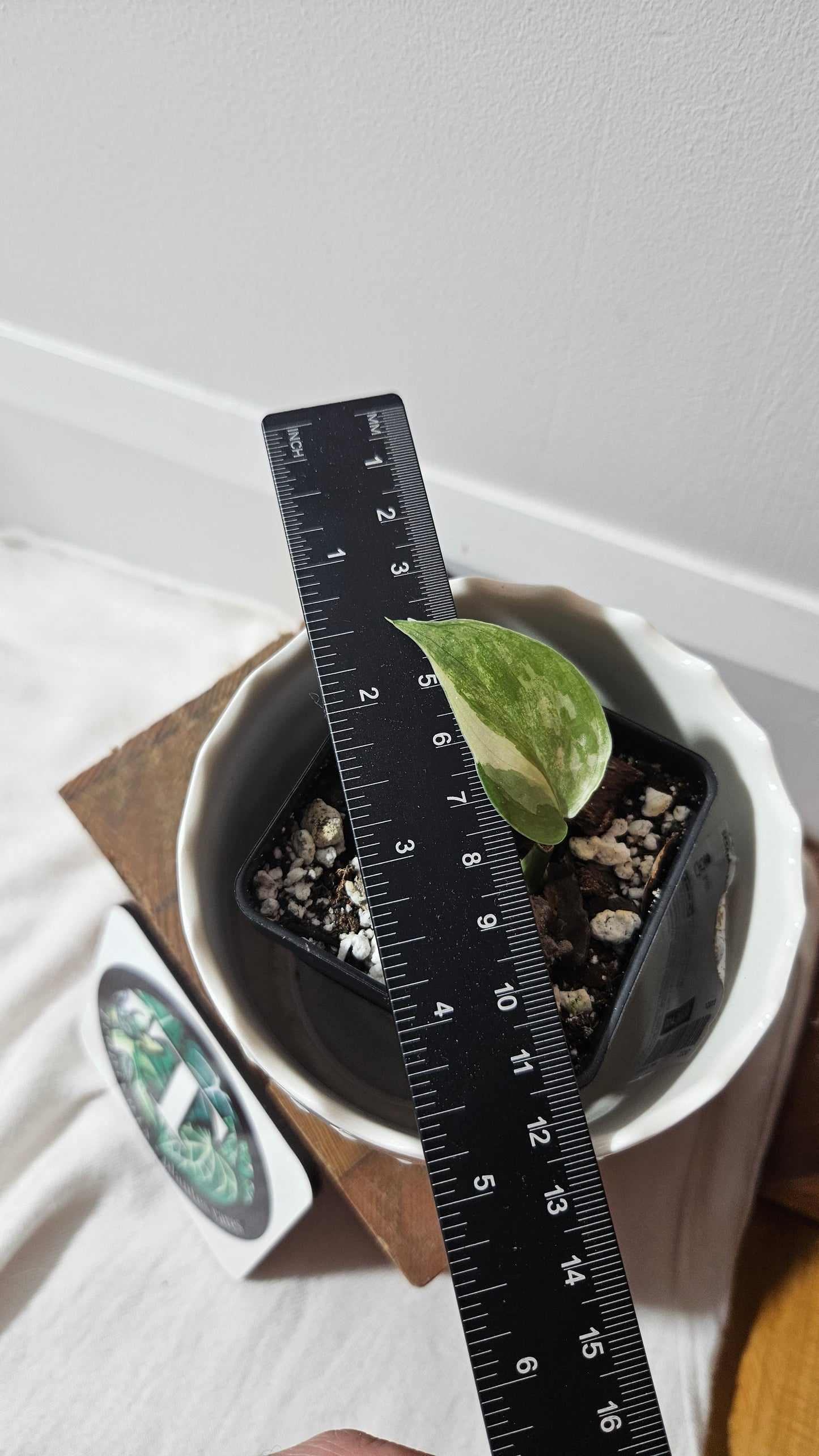 Scindapsus Silver Tattoo Variegata (SCI-817)