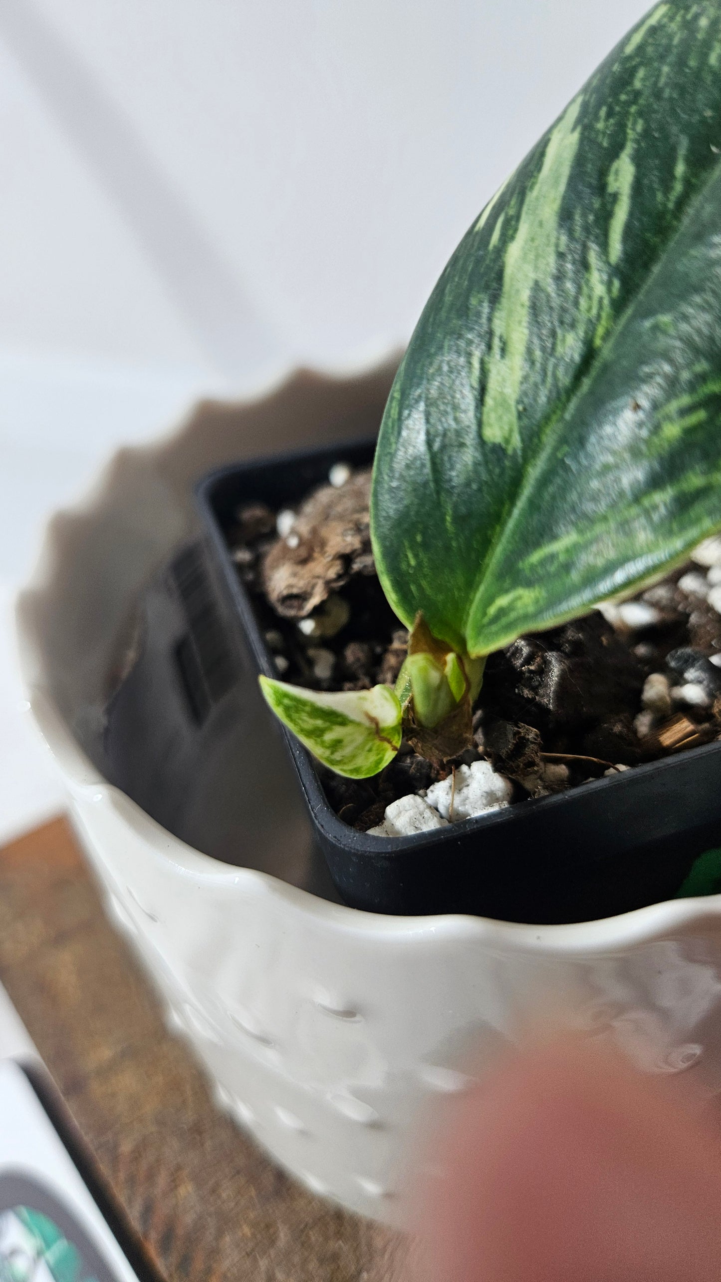 Rhaphidophora Elliptifolia Variegata (AUT-070)