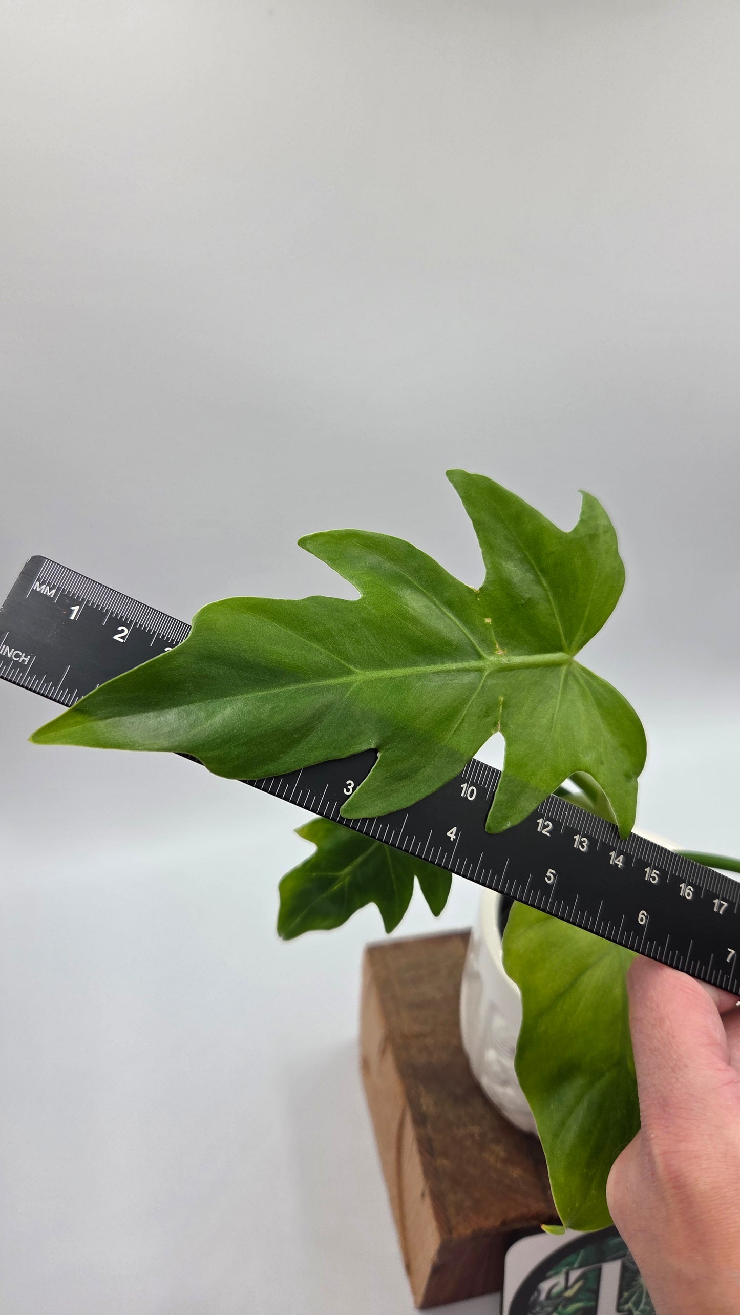 Philodendron Radiatum Variegata (PHI-1019)