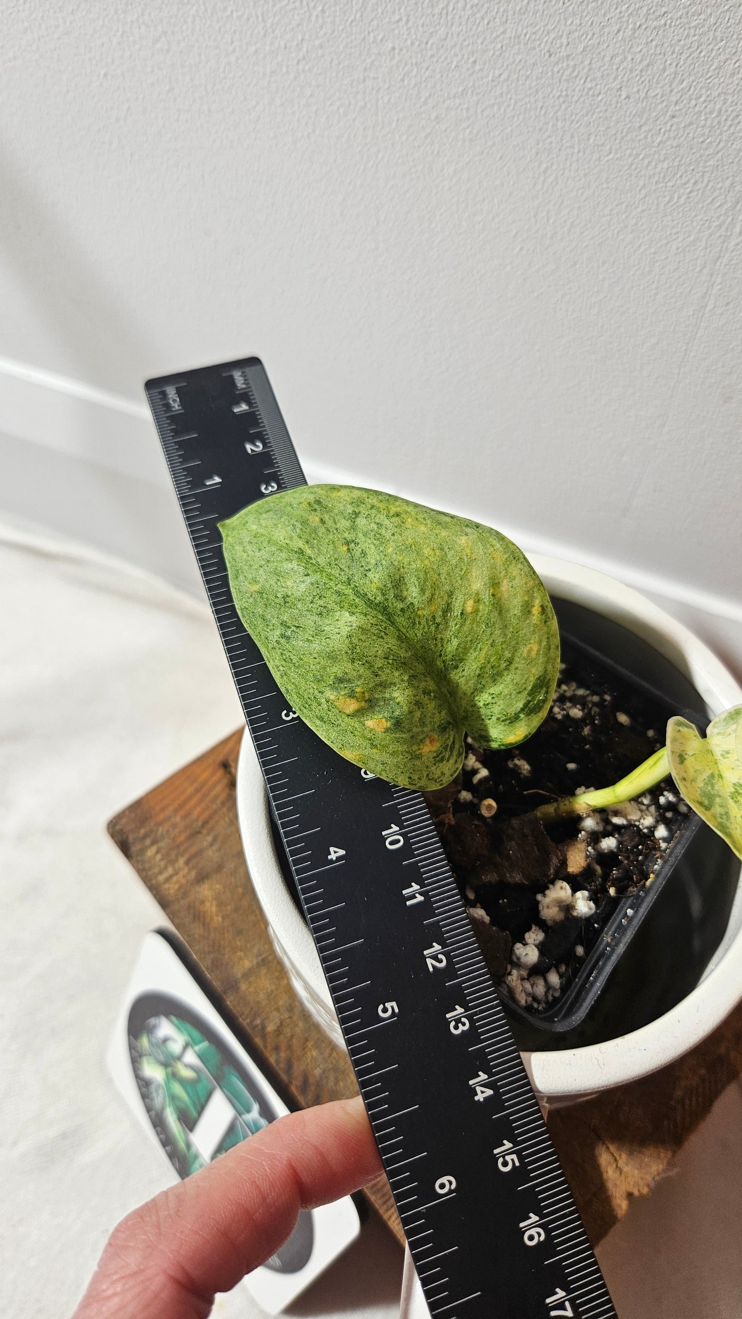 Scindapsus Silver Satin Splash (SCI-847)