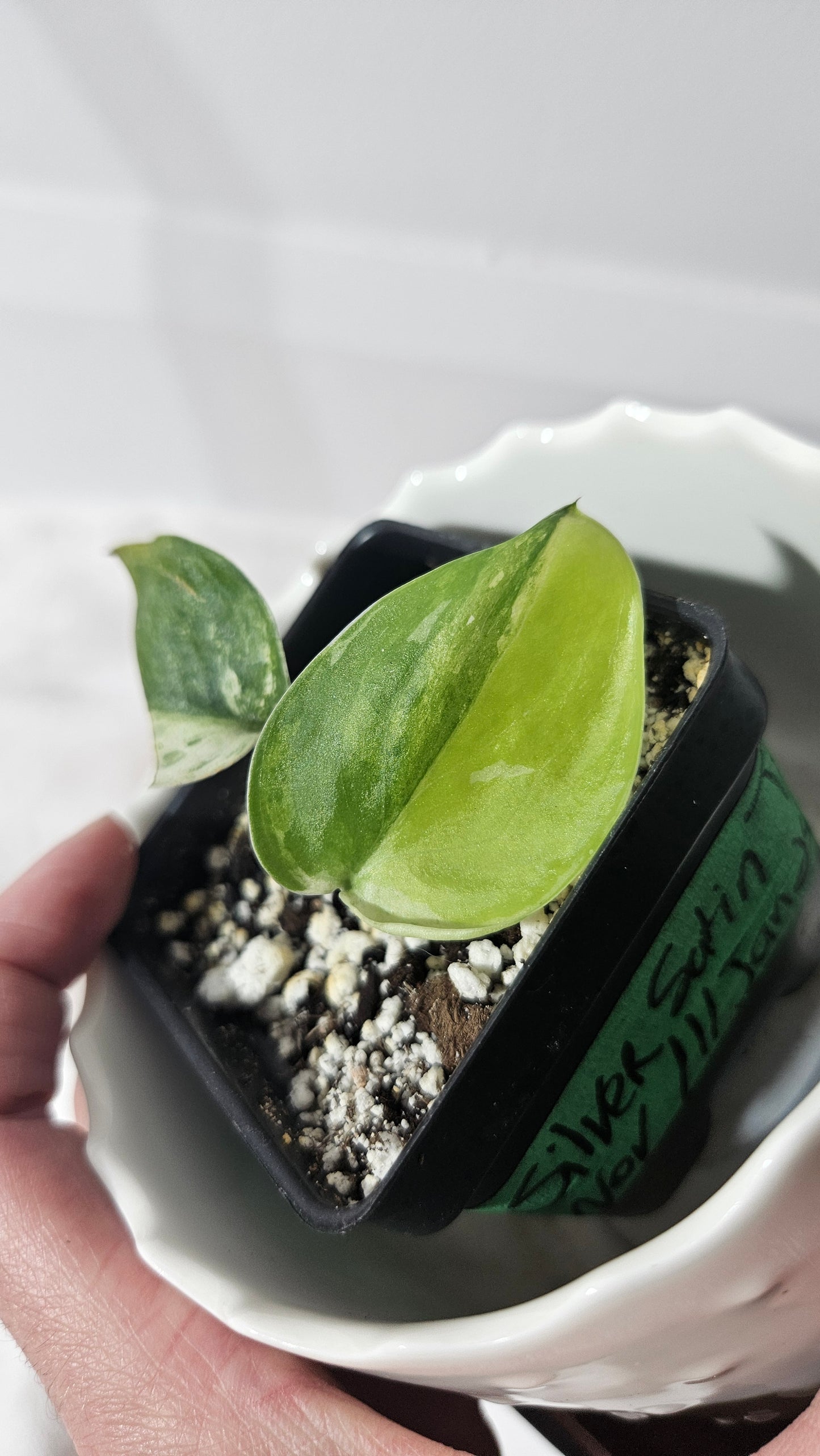 Scindapsus Silver Satin Tricolor (SCI-830)