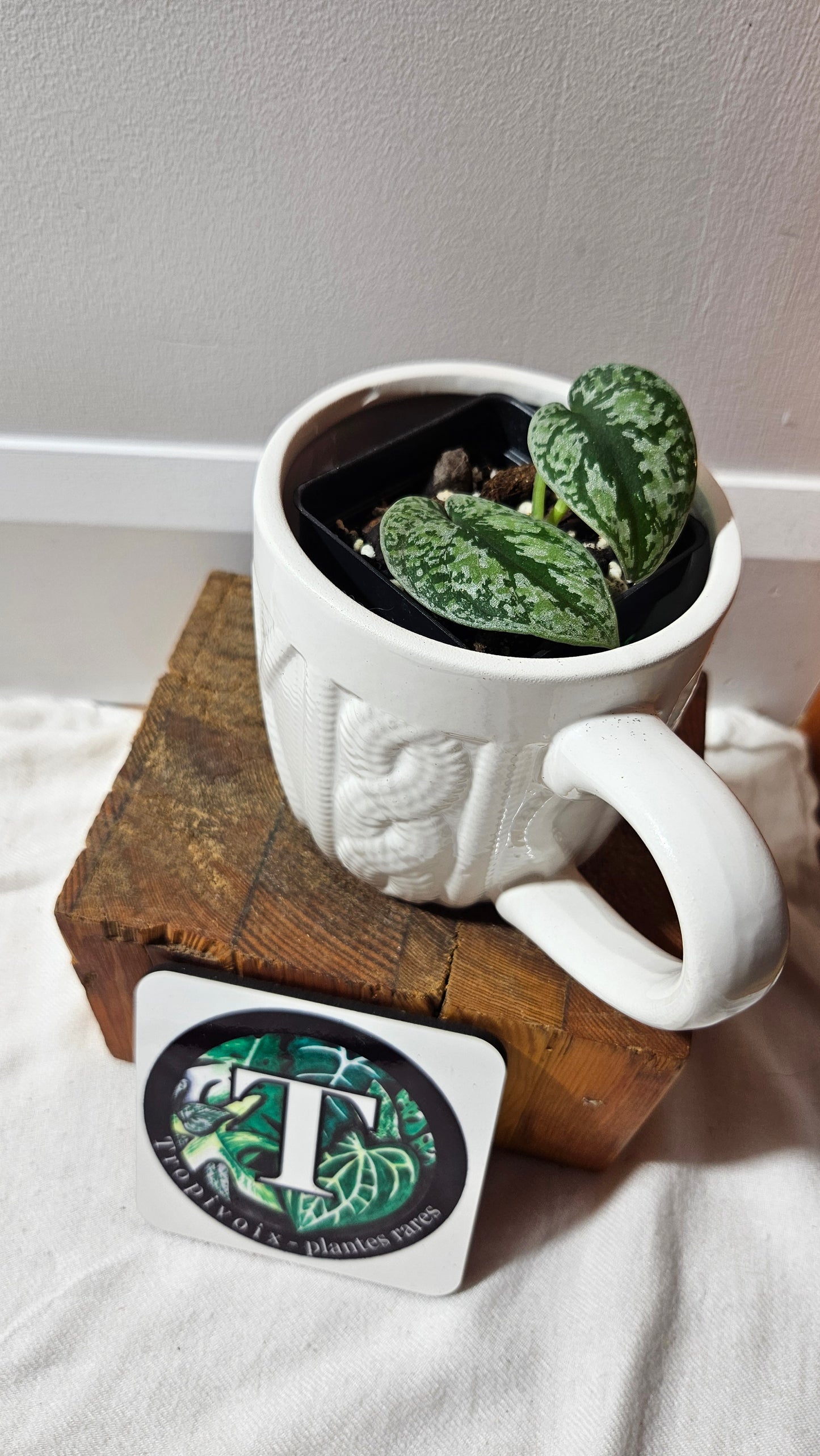 Scindapsus Tricolore silver Platinum (SCI-1233)