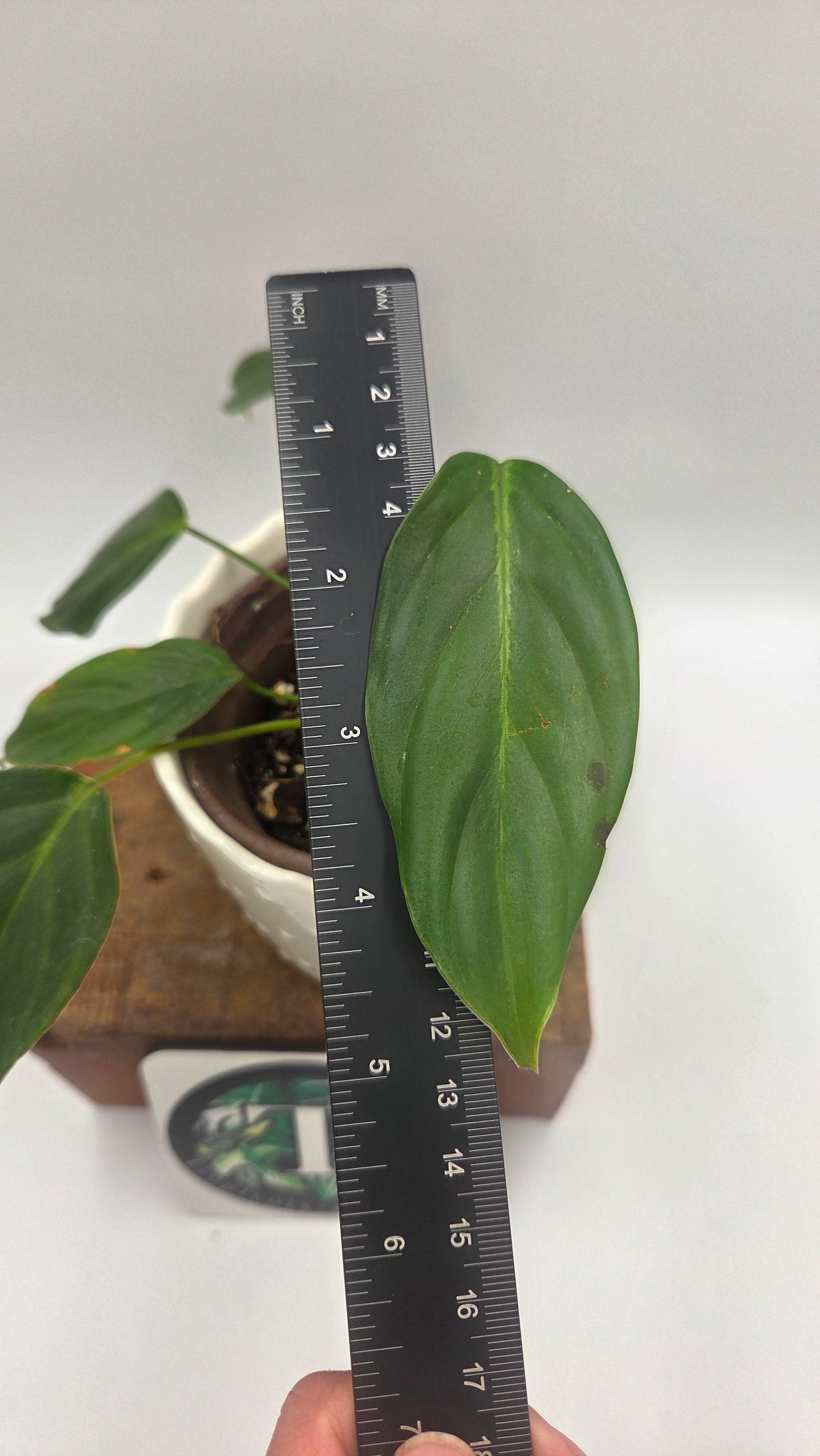 Philodendron Angel (PHI-1091)