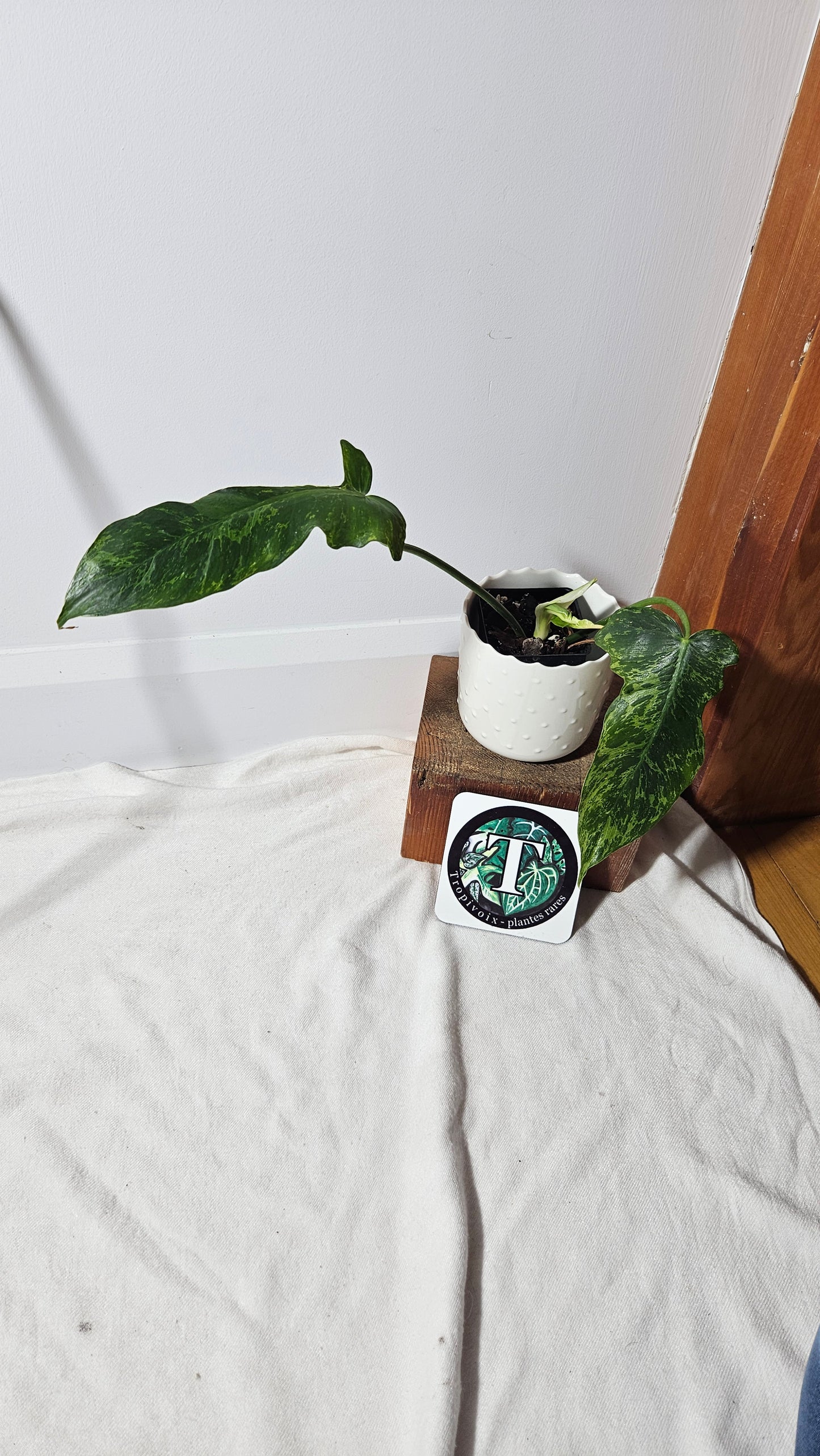Philodendron Lime fiddle (PHI-751)