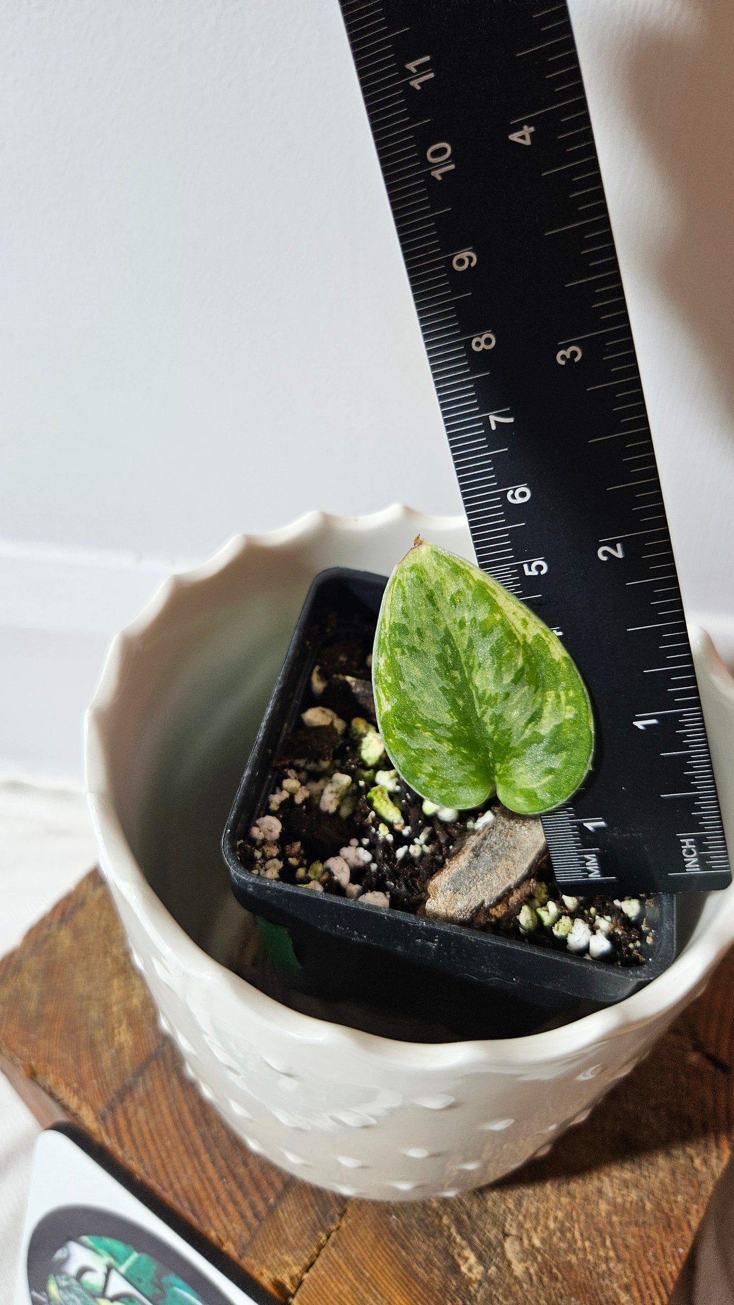 Scindapsus Hologram (SCI-1046)