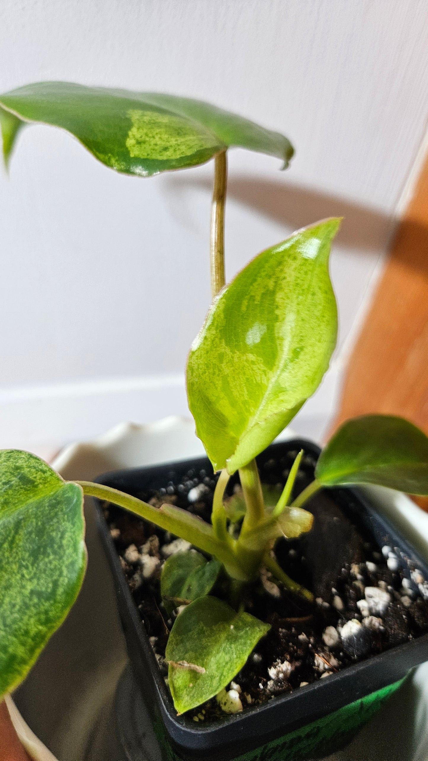 Philodendron BurleMarx Variegata X Paraiso Verde (PHI-791)