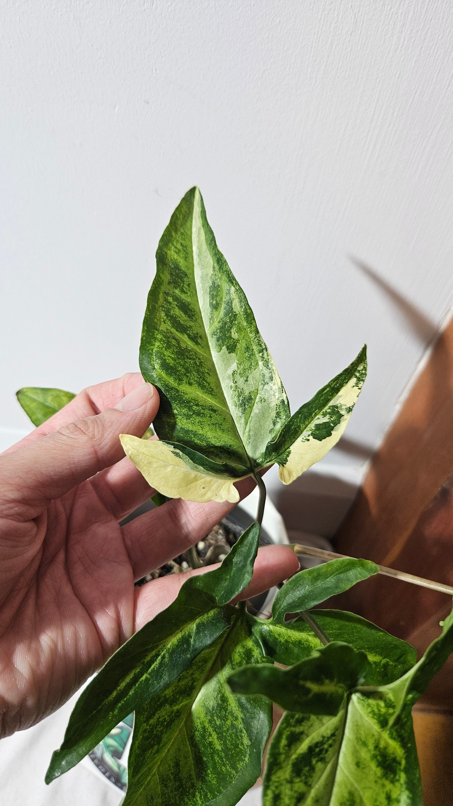 Syngonium Angustatum Albo (SYN-136)