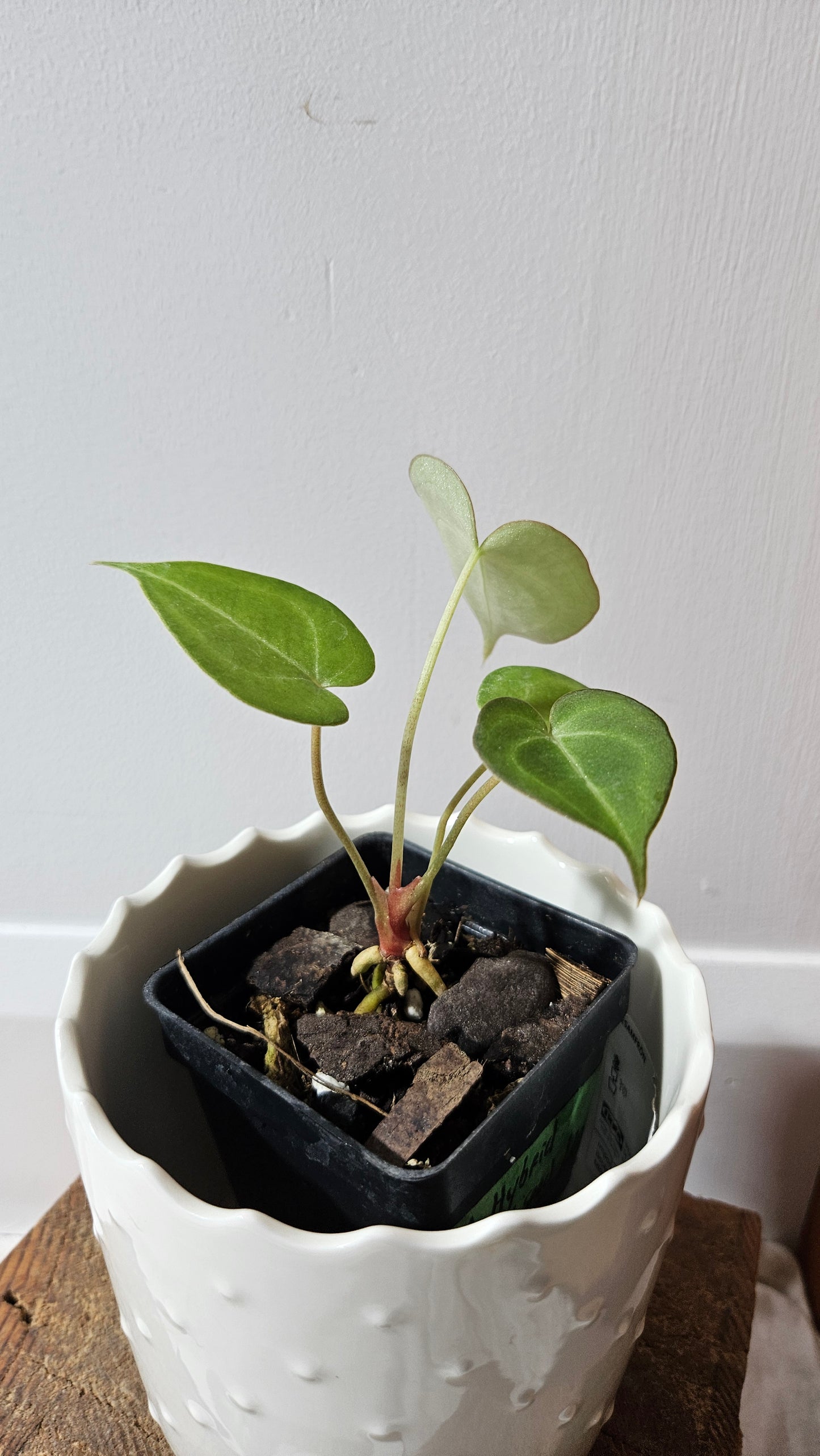 Anthurium Clarinervium Hybrid "format PETIT" (ANT-548)