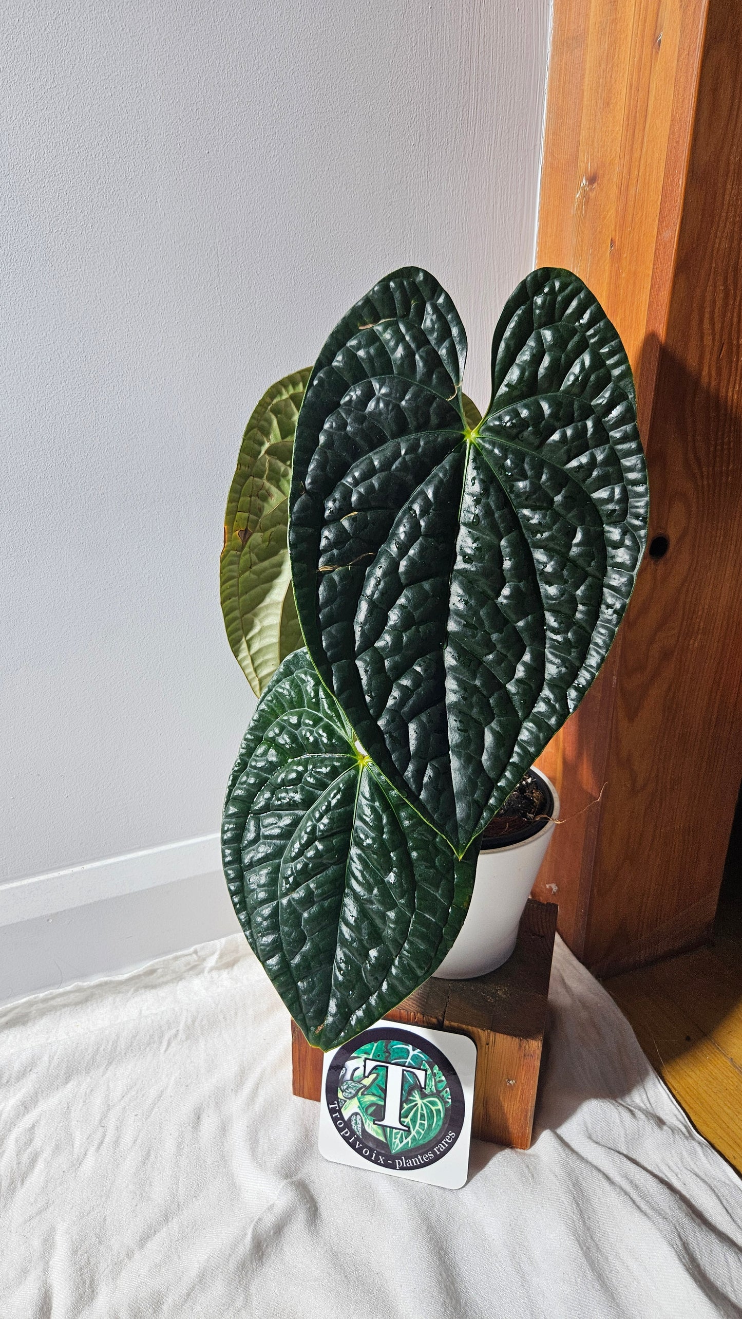 Anthurium Luxurians Dark "format XLARGE" (ANT-488)