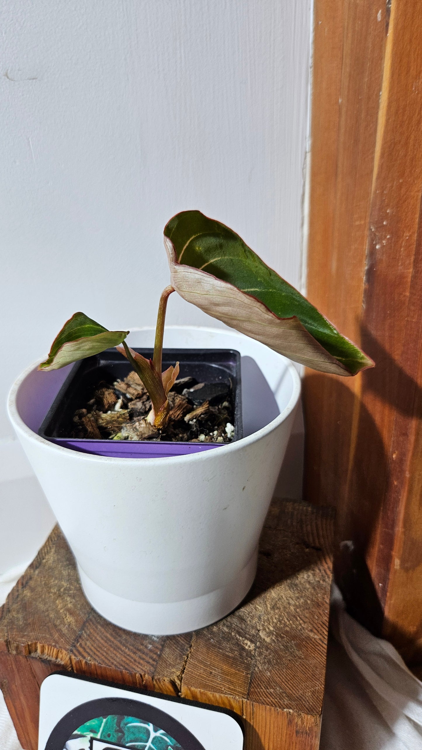 Philodendron Gloriosum Radiante (PHI-833)