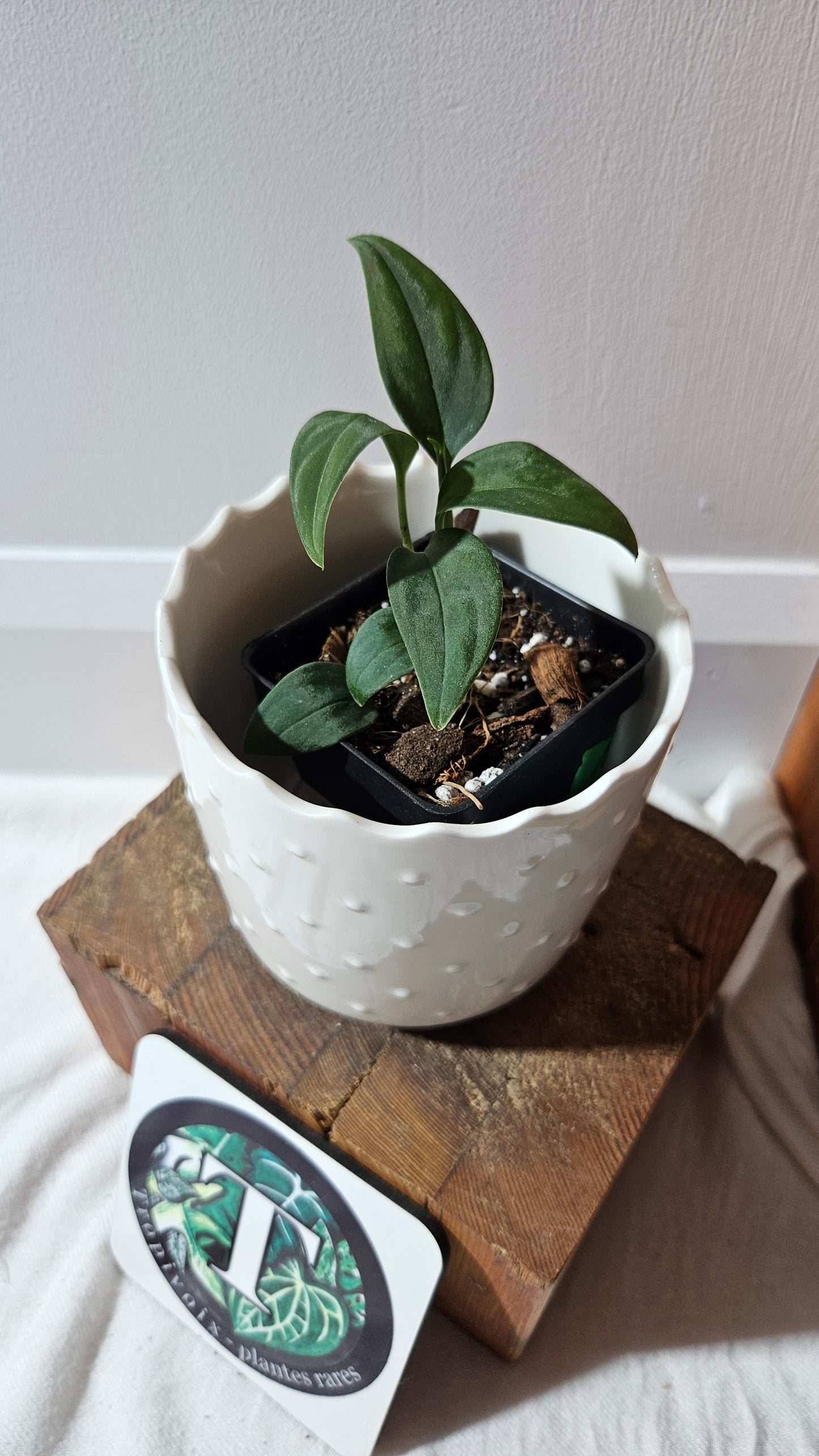 Monstera Obliqua Aff Black (MON-444)