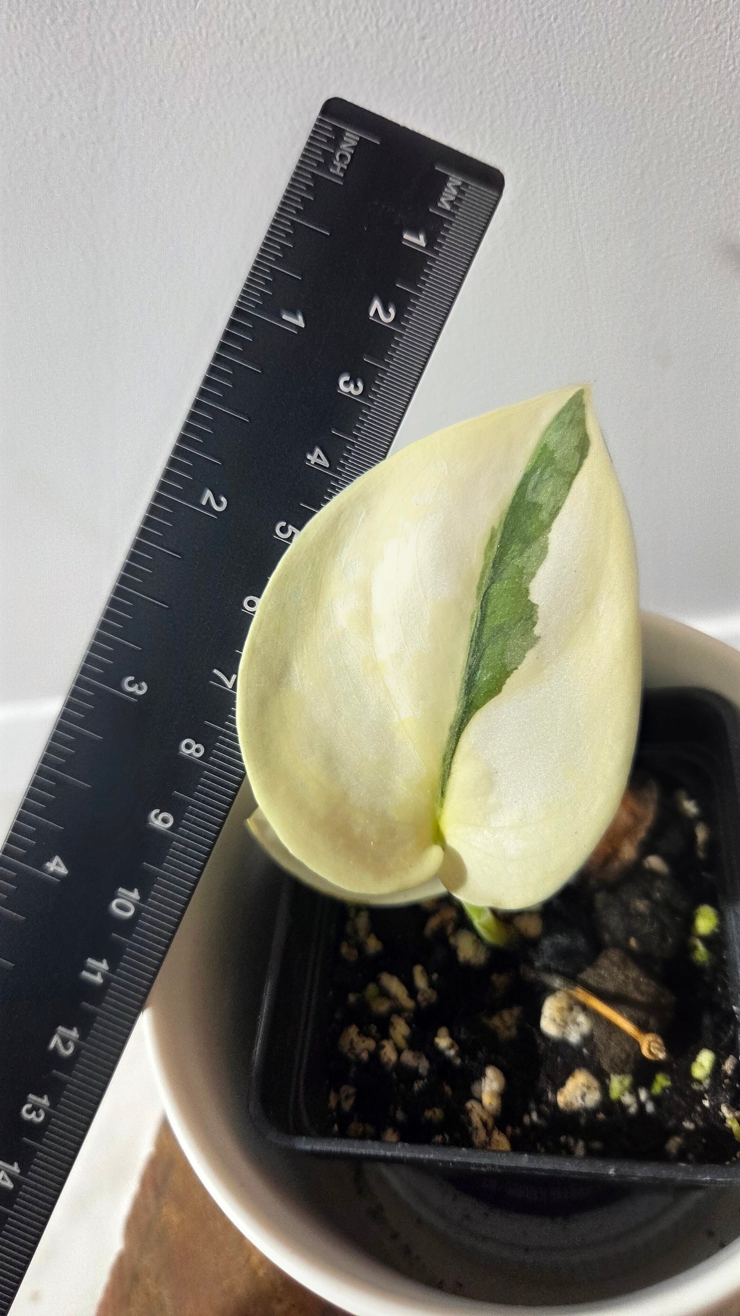 Scindapsus Simbara Mutation (SCI-1388)